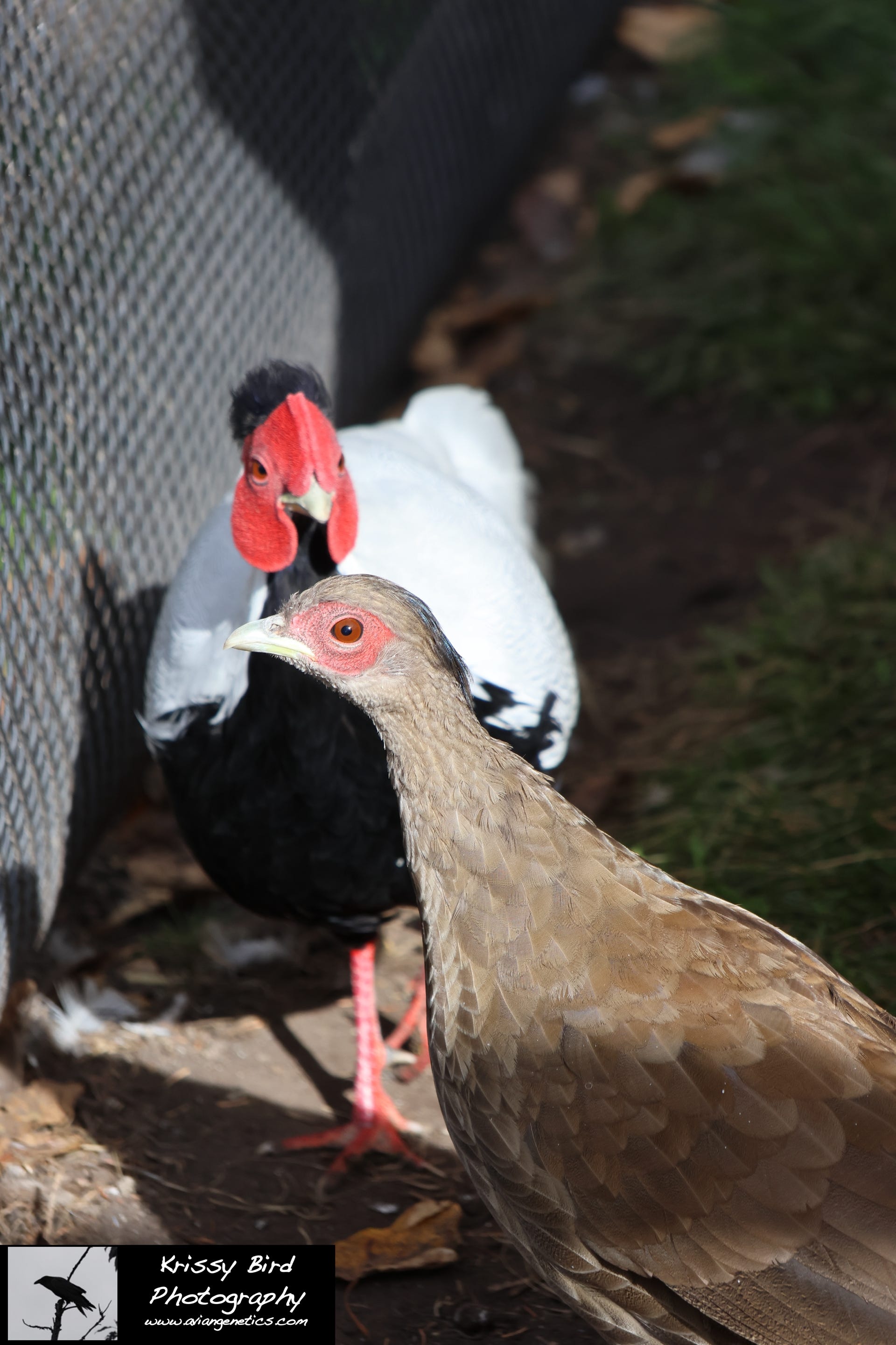Pheasant Ridge - Silver Pheasant Pair