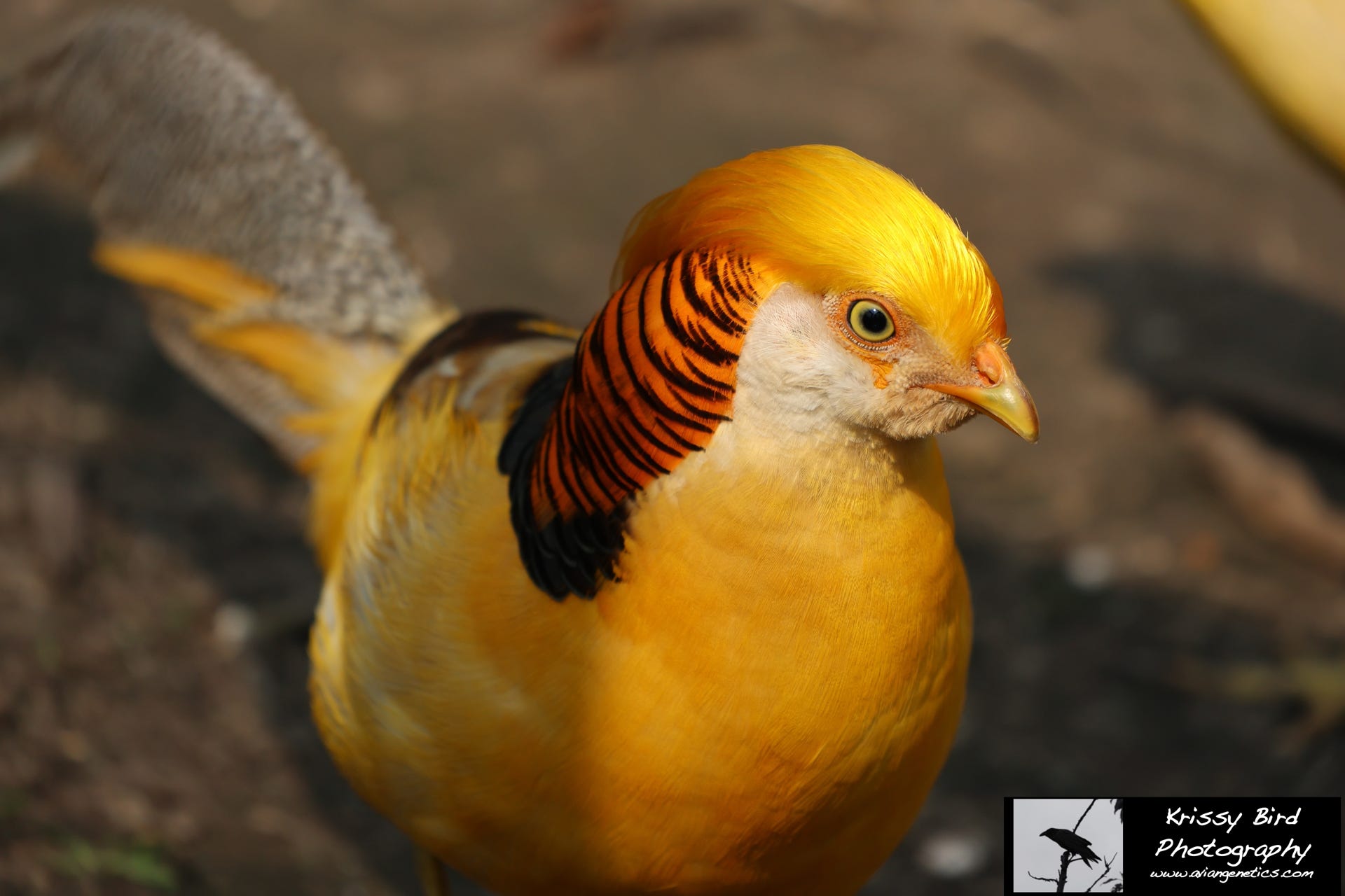 Pheasant Ridge Yellow Golden Pheasant Male 
