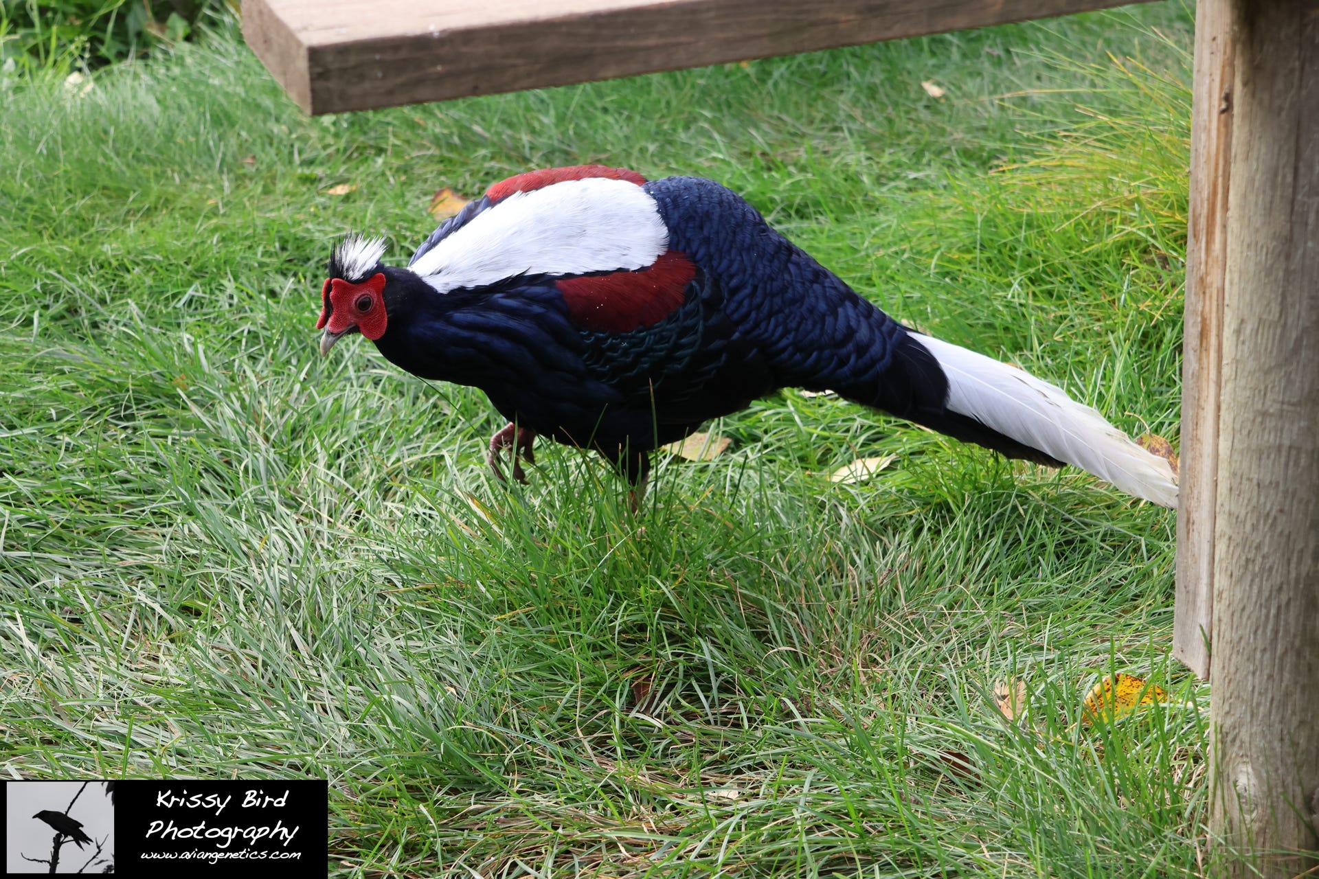 Pheasant Ridge - Swinhoe Pheasant Male