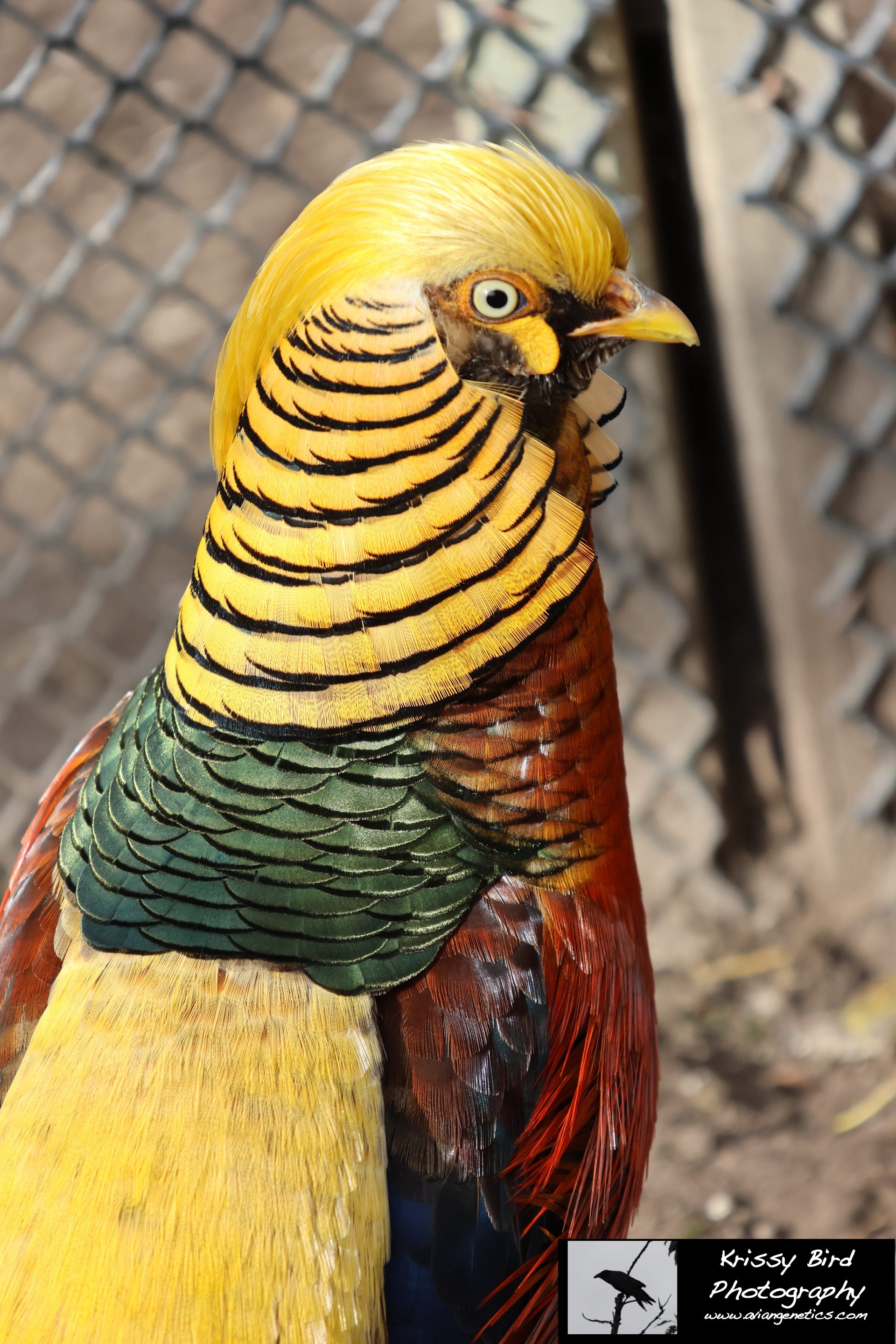 Pheasant Ridge - Flame Golden Pheasant Male