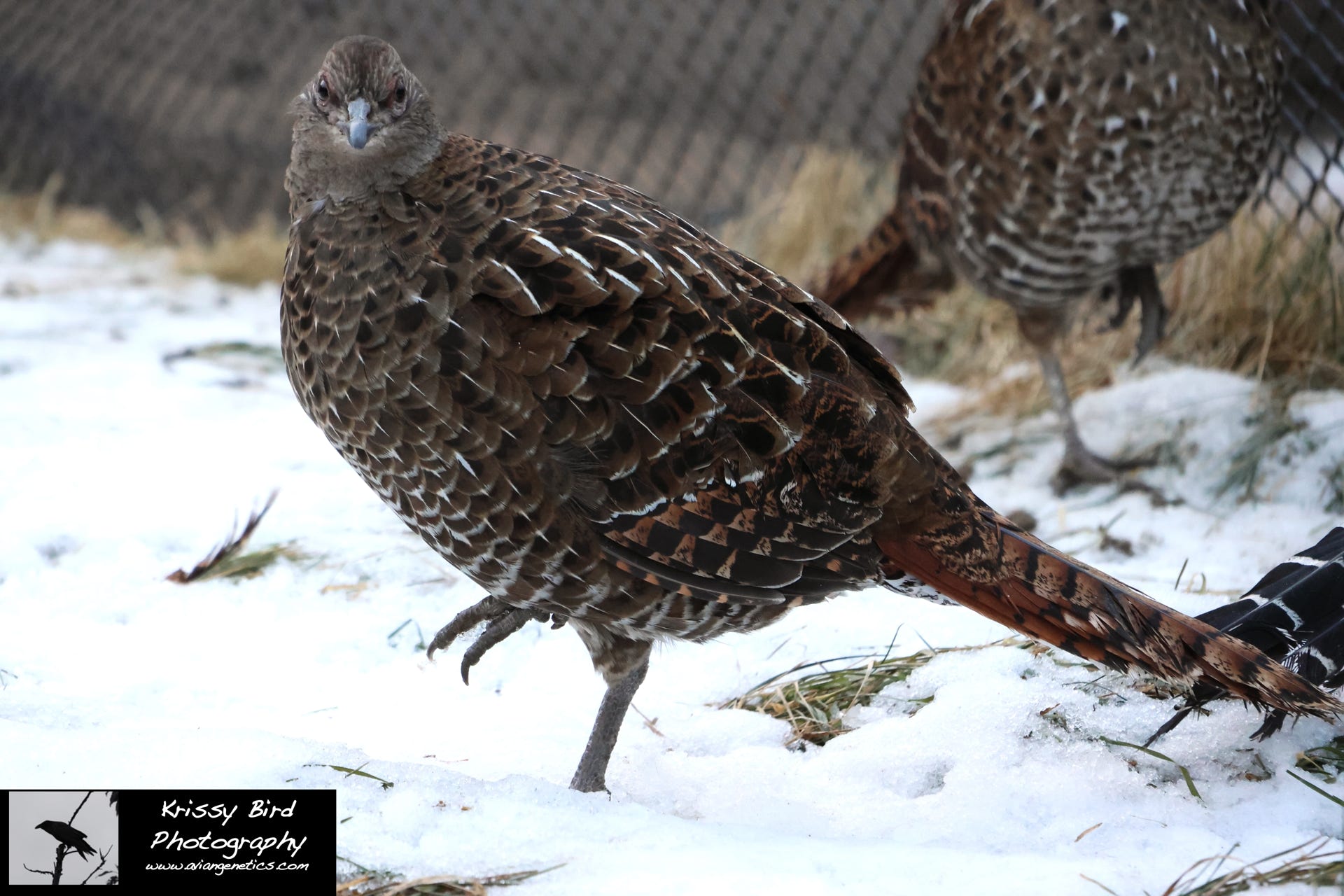 Pheasant Ridge - Mikado Pheasant Female
