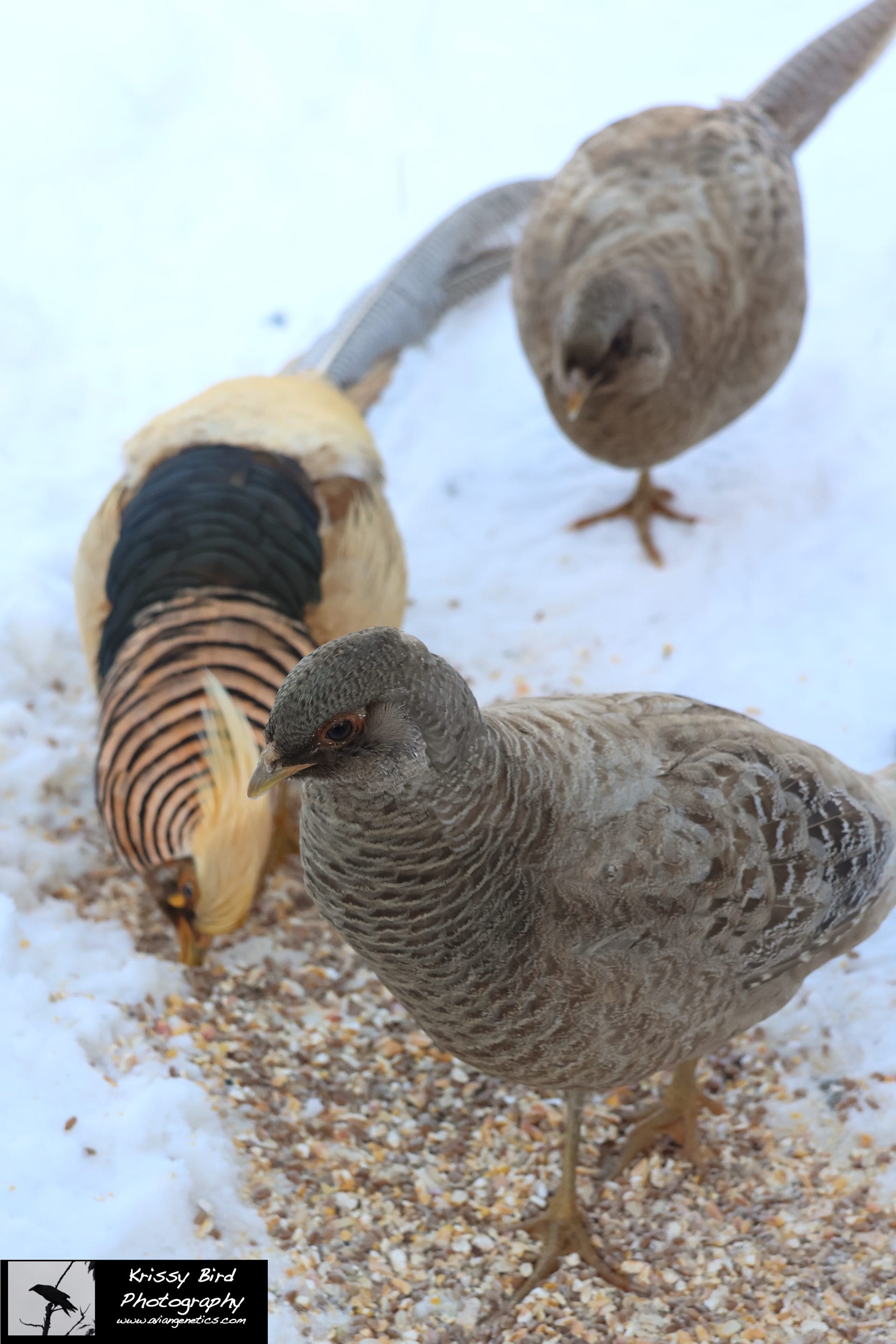 Pheasant Ridge - Yellow Flame Golden Pheasants