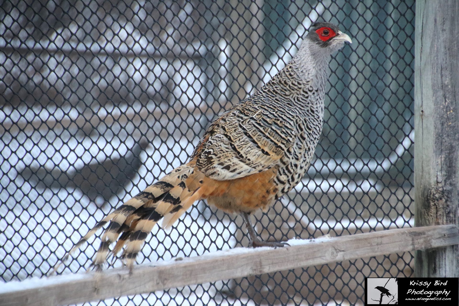 Pheasant Ridge - Cheer Pheasant Male