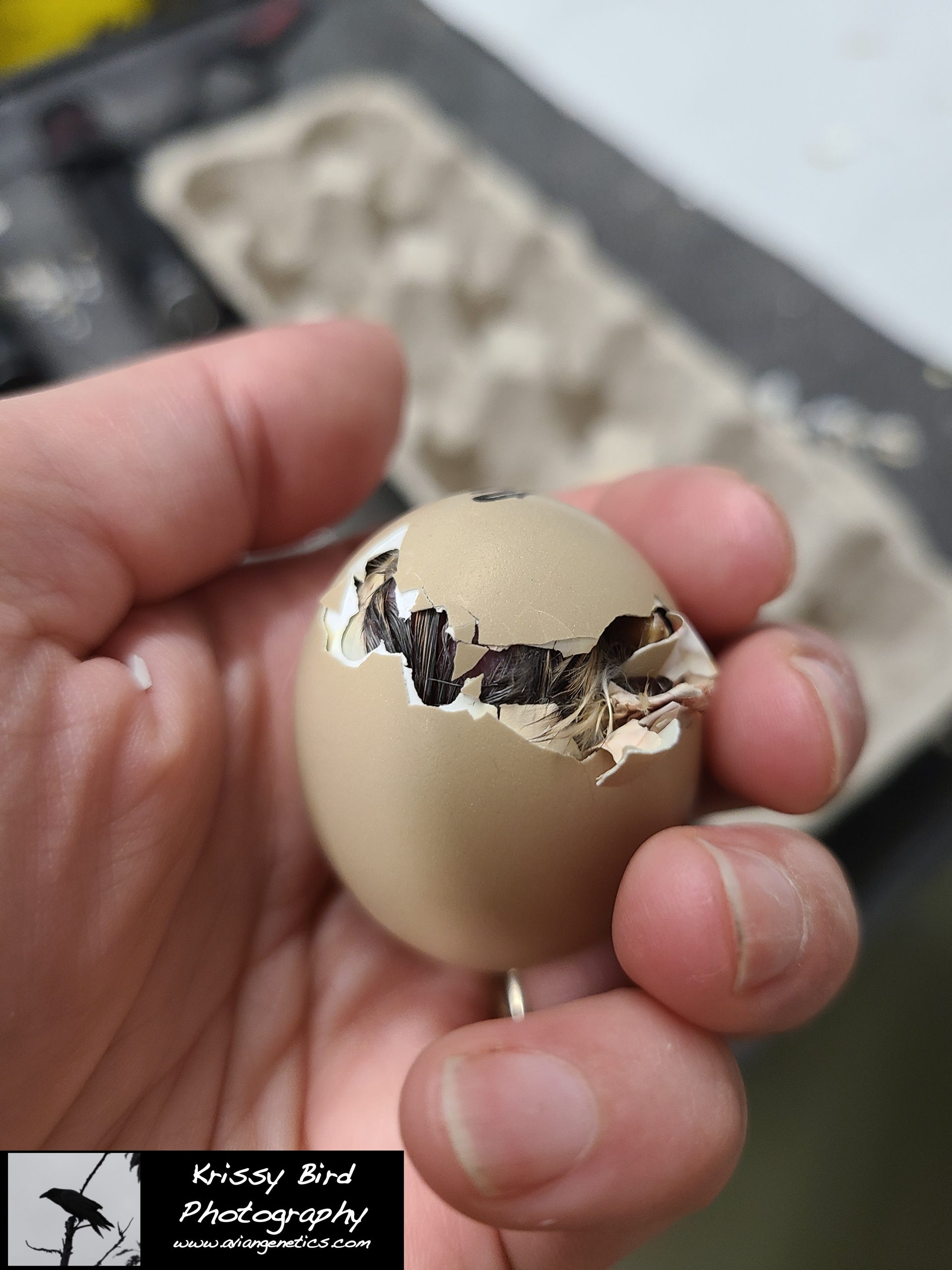 Pheasant Ridge - Reeves Pheasant Chick Hatching