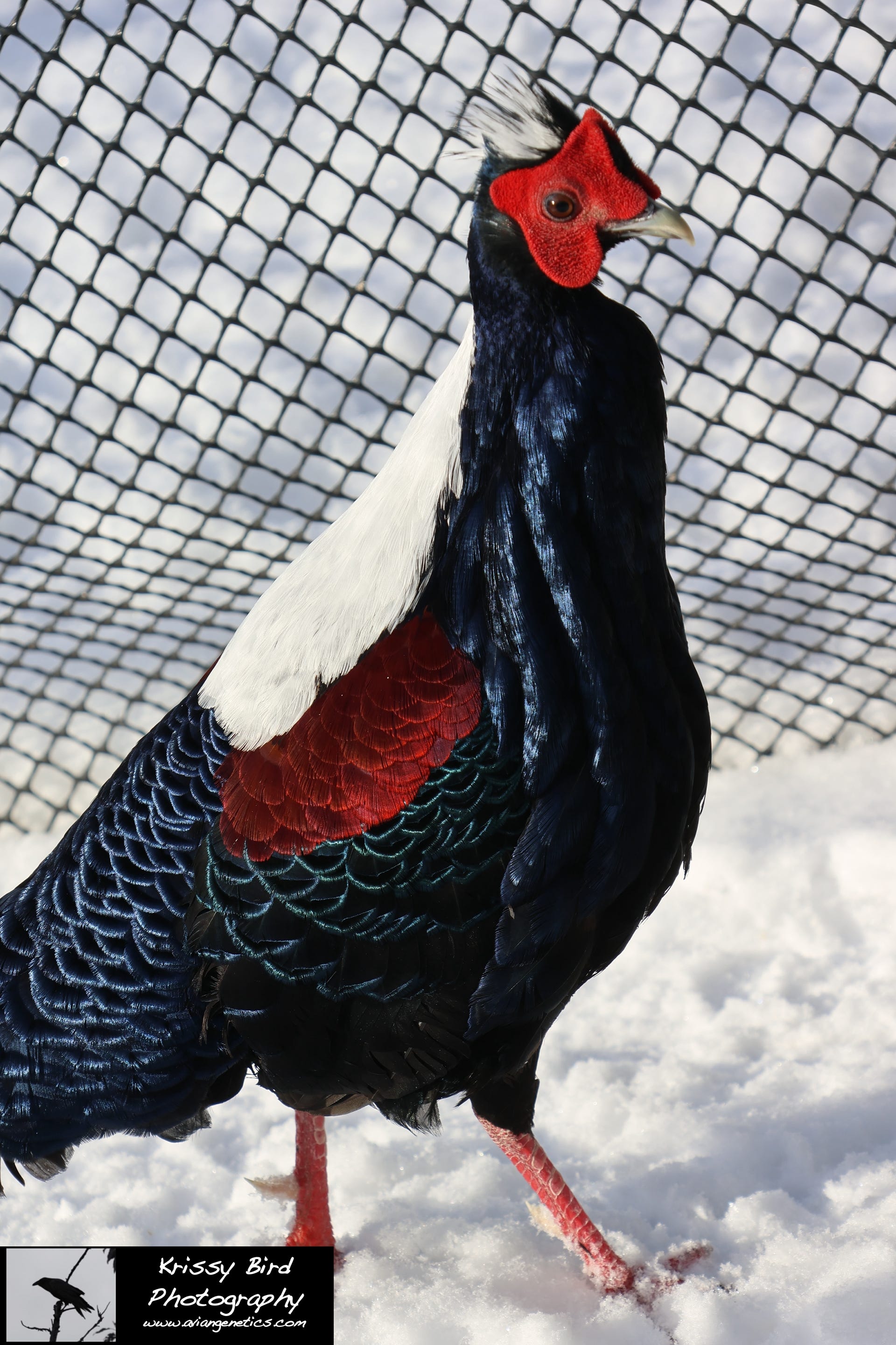 Pheasant Ridge - Swinhoe Pheasant Male