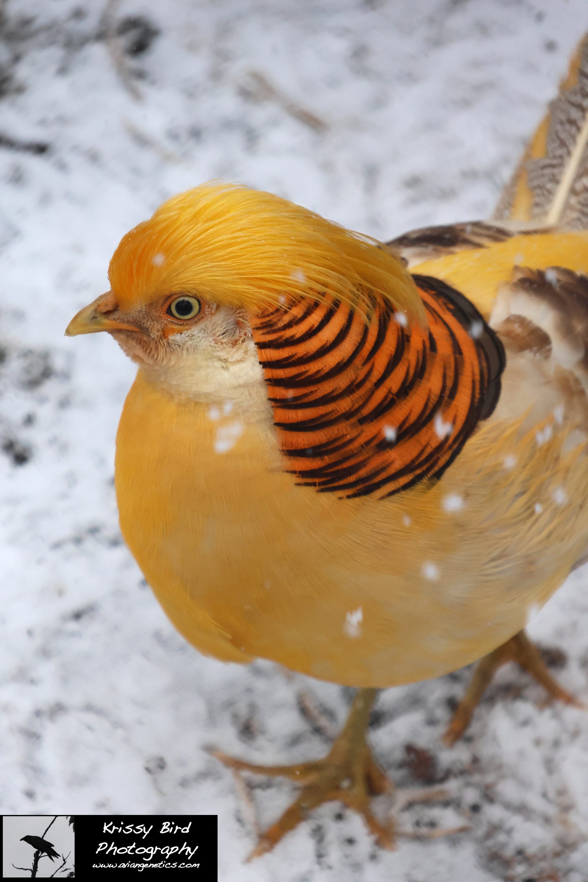 Pheasant Ridge - Yellow Golden Pheasant Male