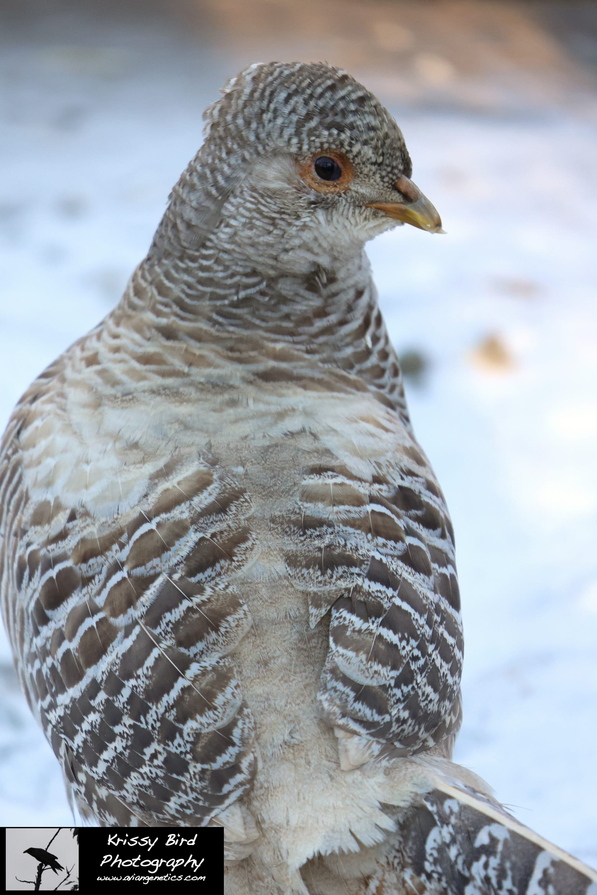 Pheasant Ridge - Yellow Golden Pheasant Female
