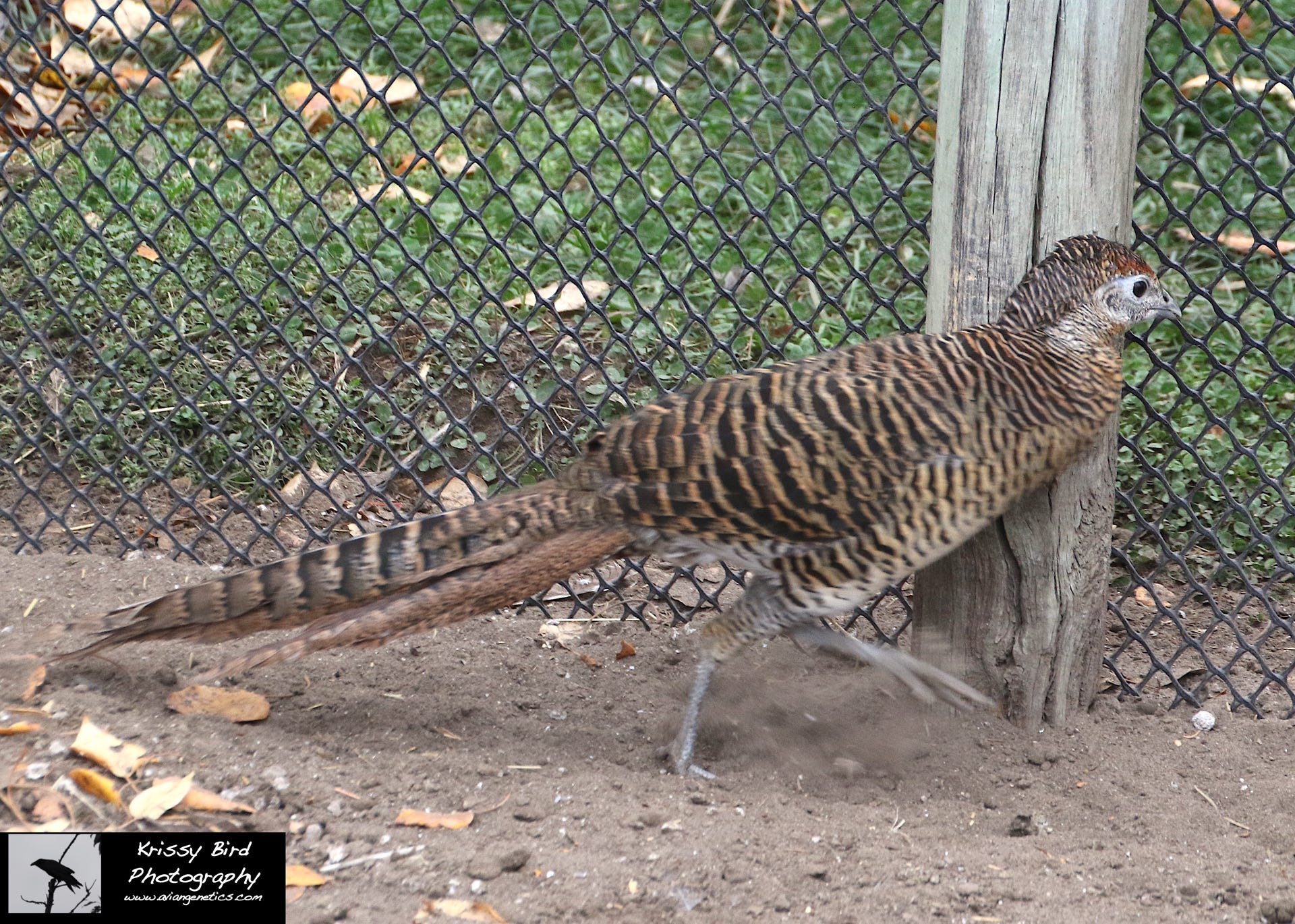 Pheasant Ridge - Amherst Pheasant Female