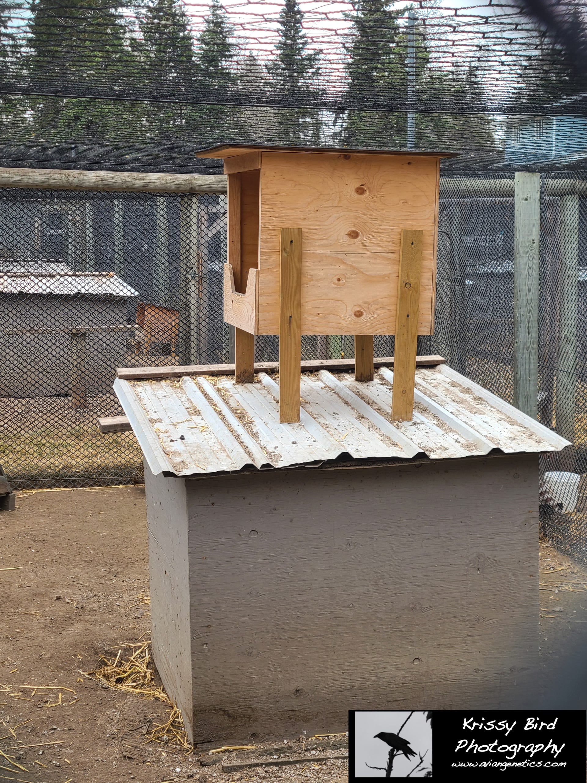 Pheasant Ridge Temmincks Tragopan and Impeyan Nesting boxes