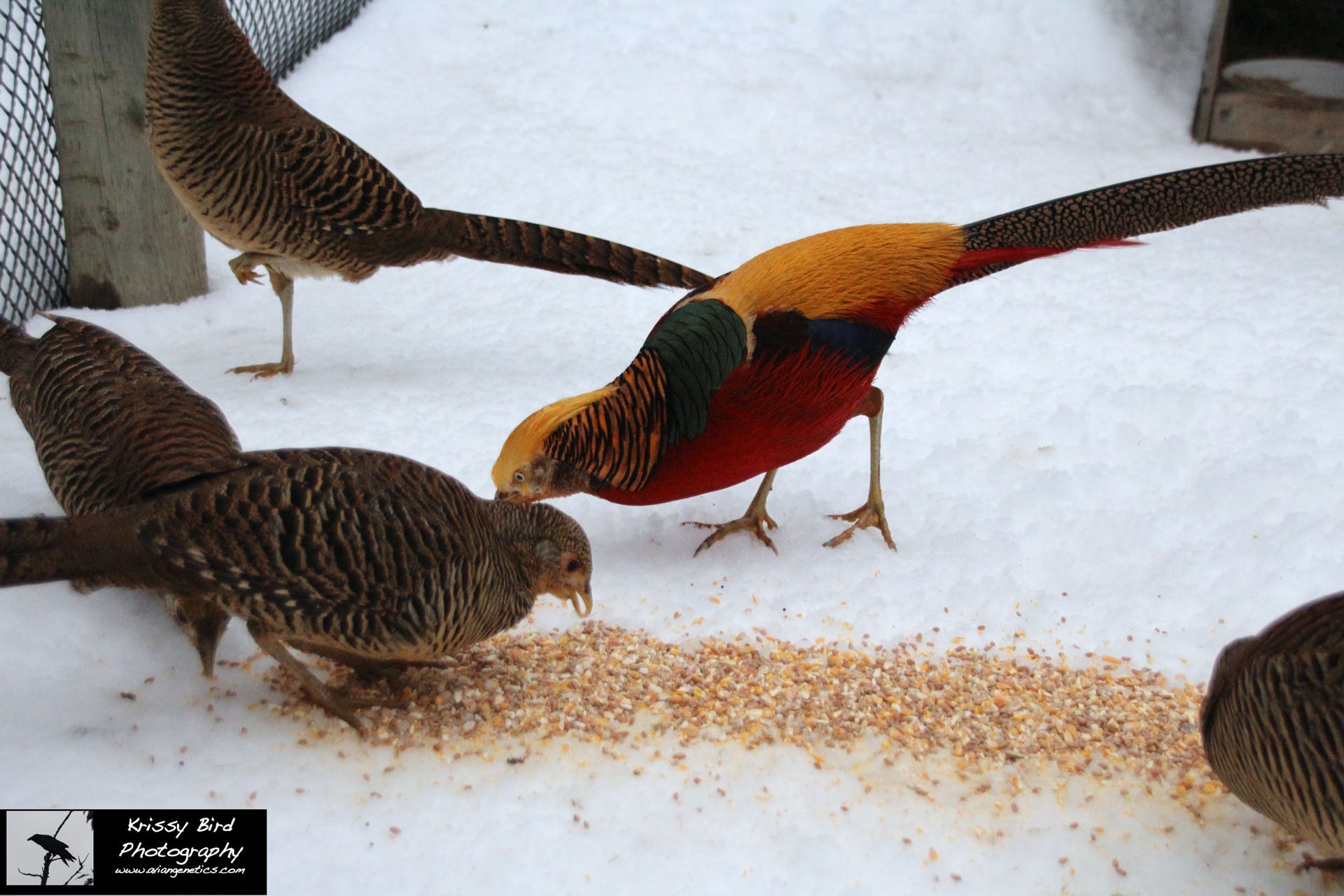 Pheasant Ridge - Red Golden Pheasants