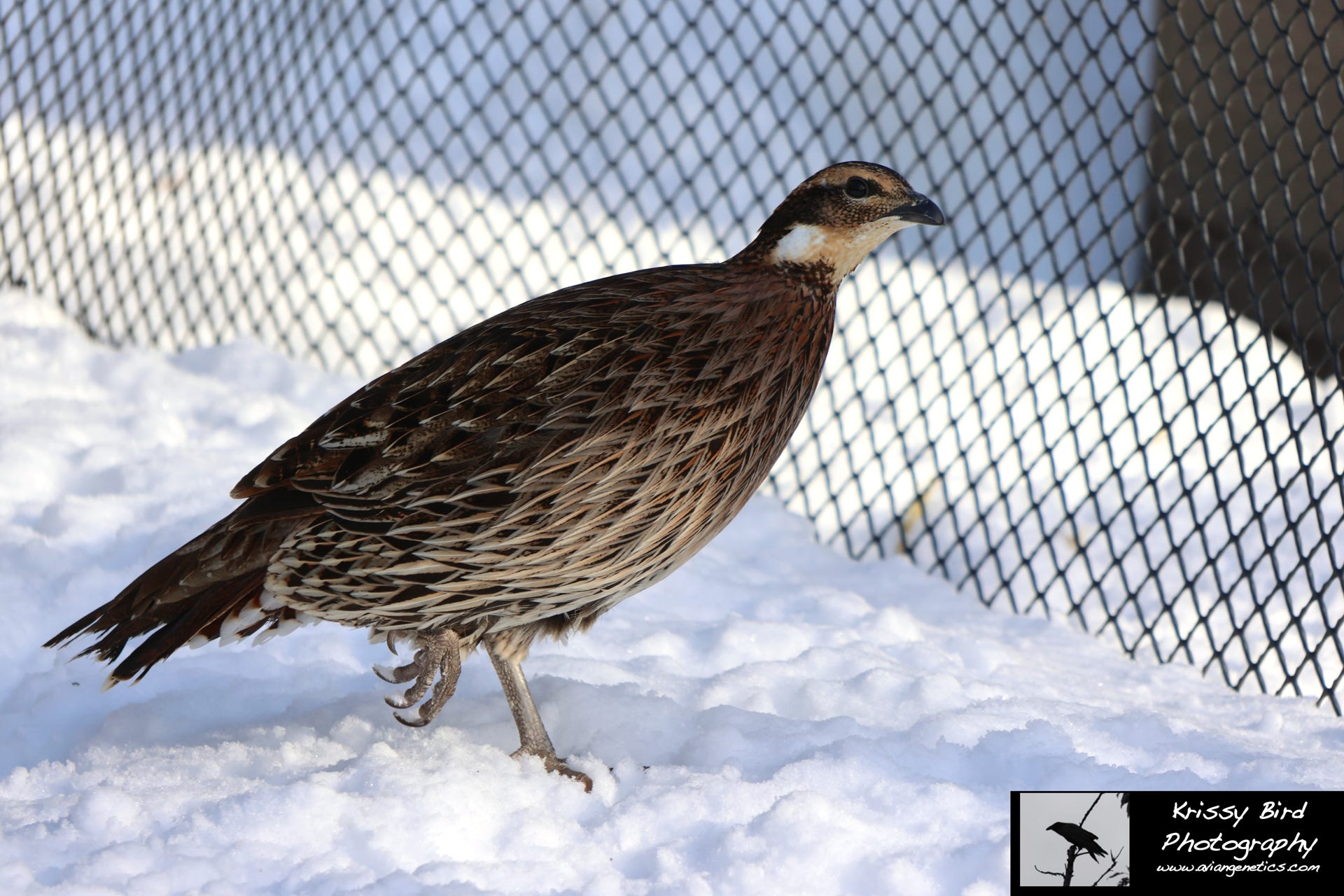 Pheasant Ridge - Koklass Female