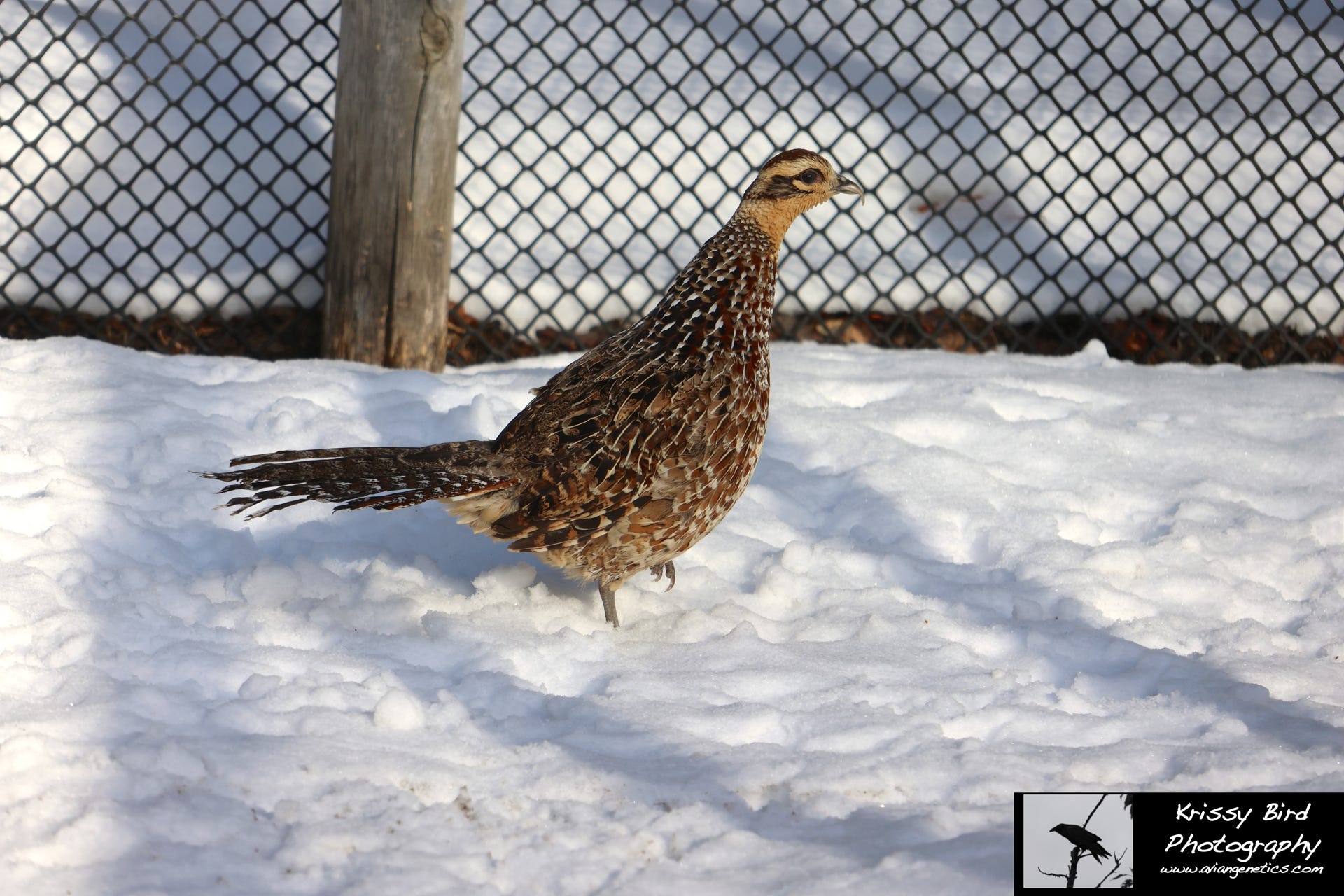 Pheasant Ridge - Reeves Pheasant Female