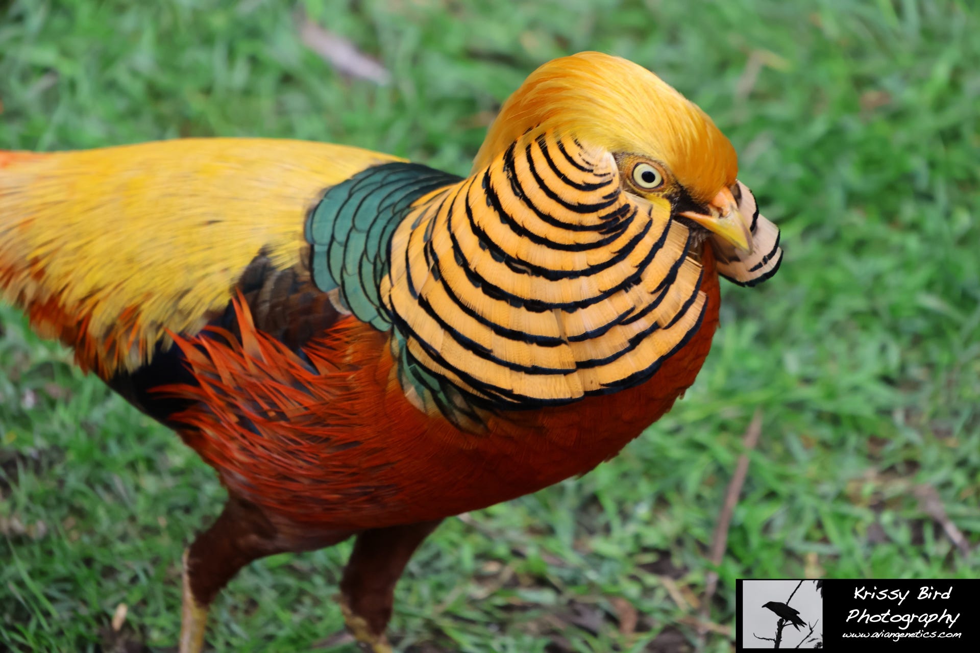 Pheasant Ridge Flame Golden Pheasant Male