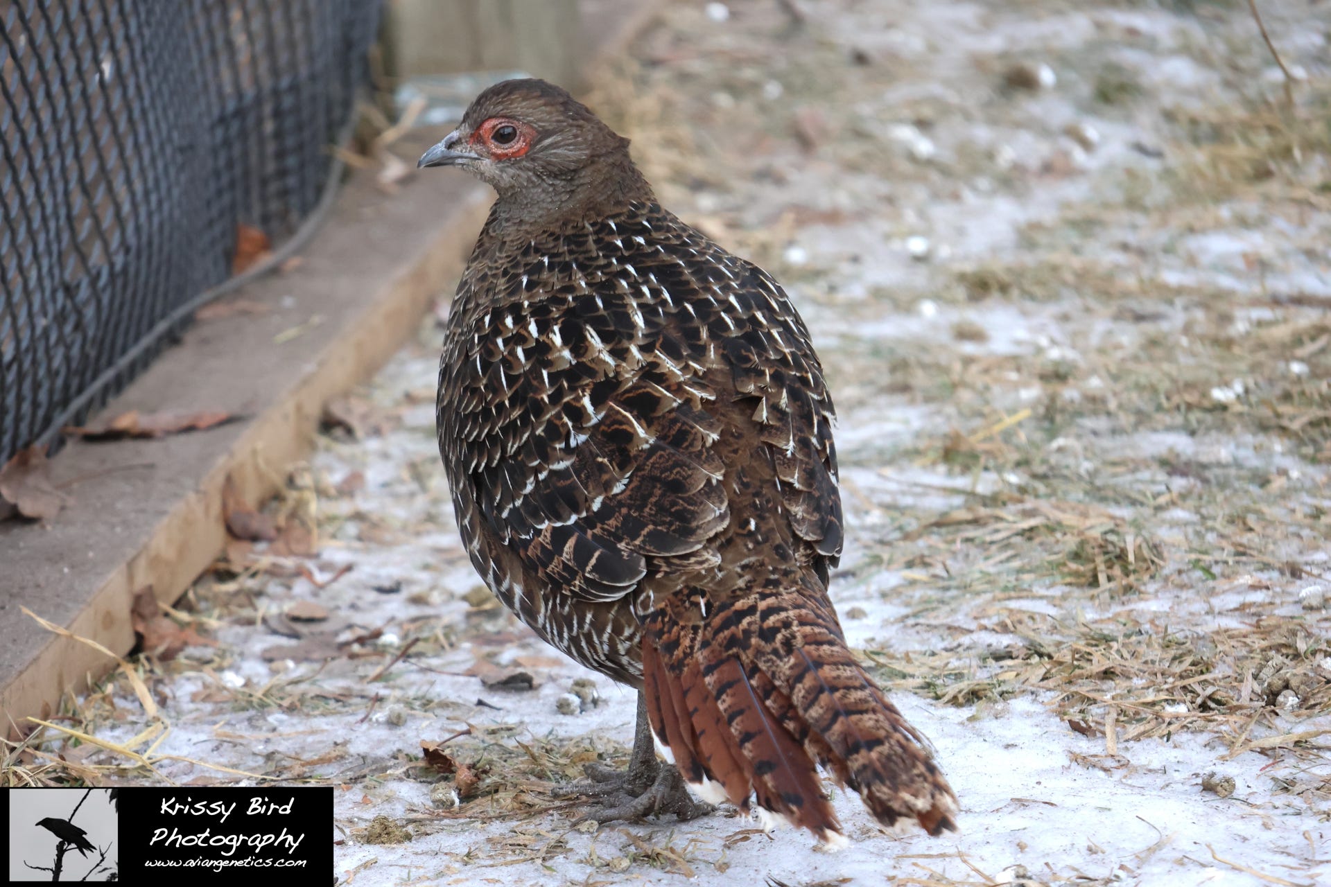 Pheasant Ridge - Mikado Pheasant Female