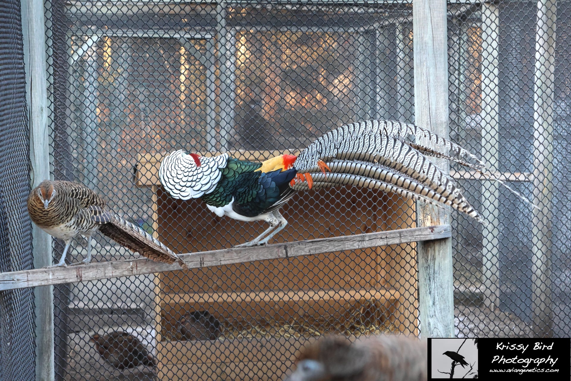 Pheasant Ridge - Amherst Pheasant Male Displaying