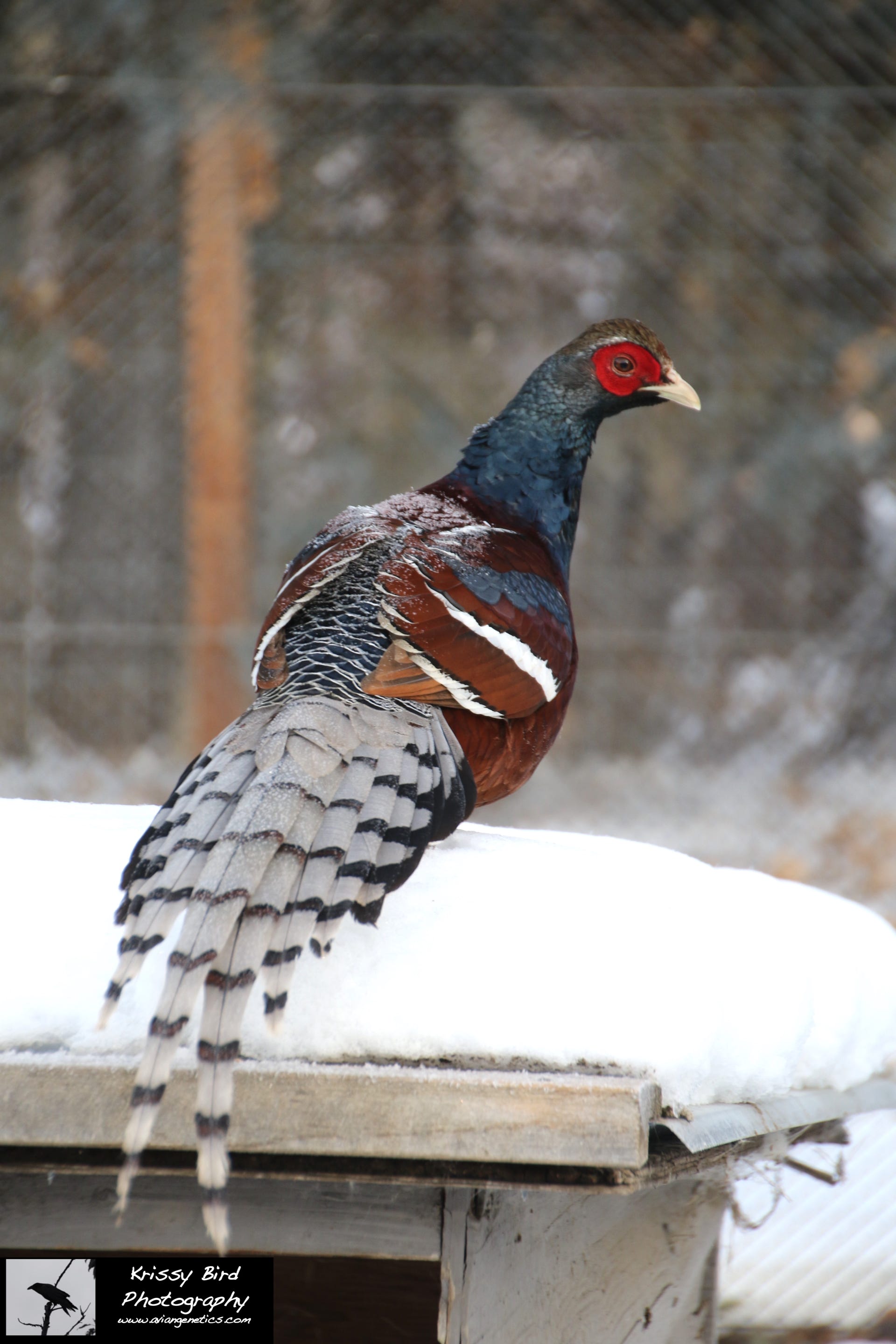Pheasant Ridge - Humes Pheasant Male