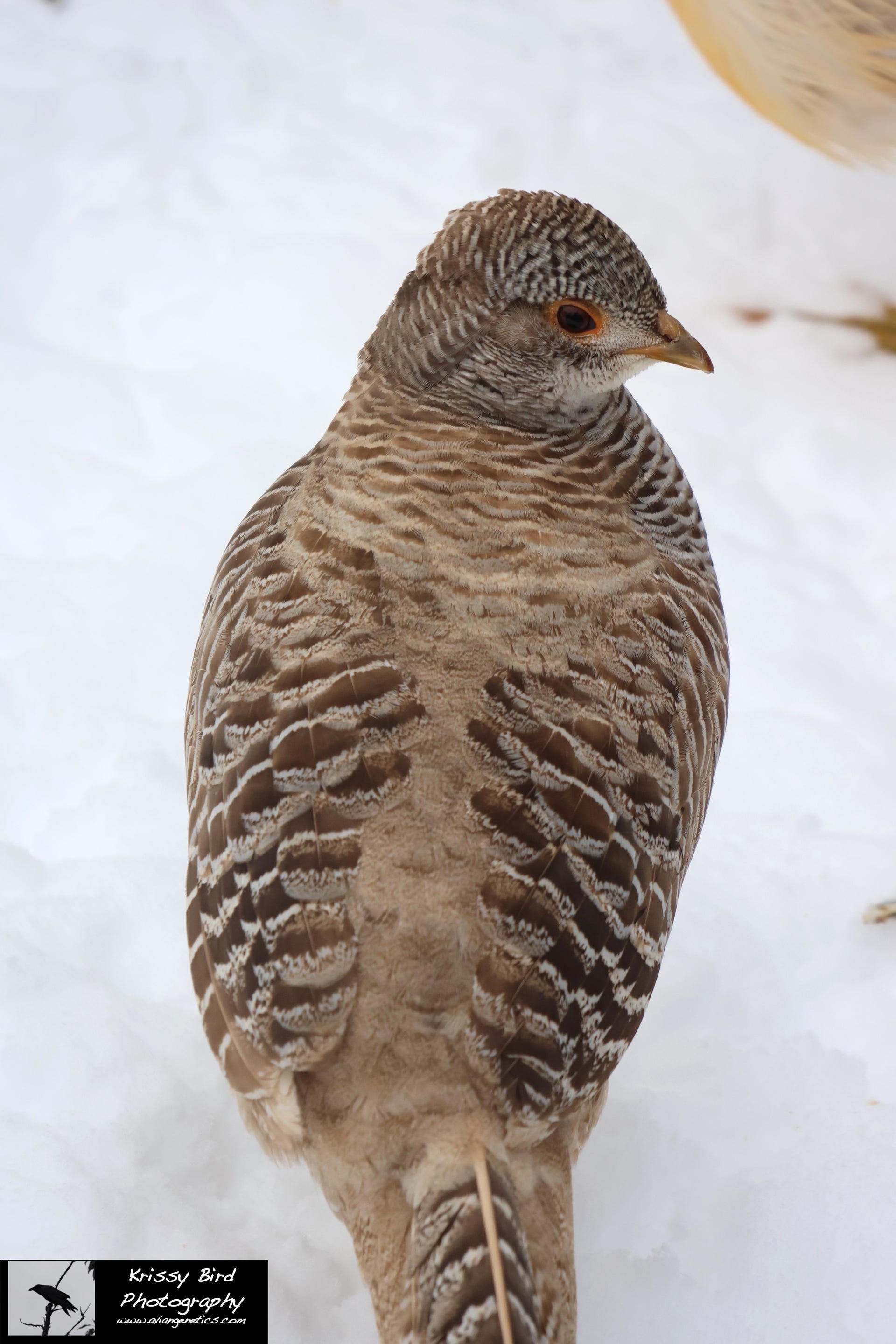 Pheasant Ridge - Yellow Golden Pheasant Female