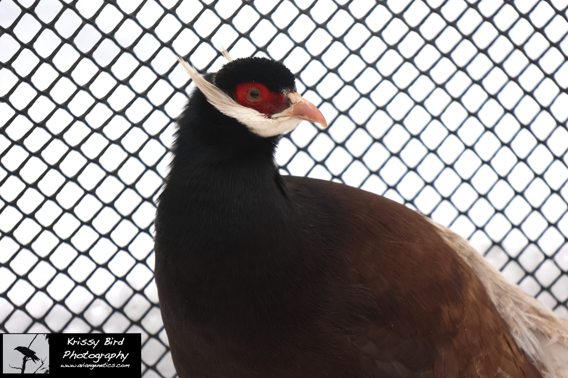 Pheasant Ridge - Brown Eared Pheasant Female