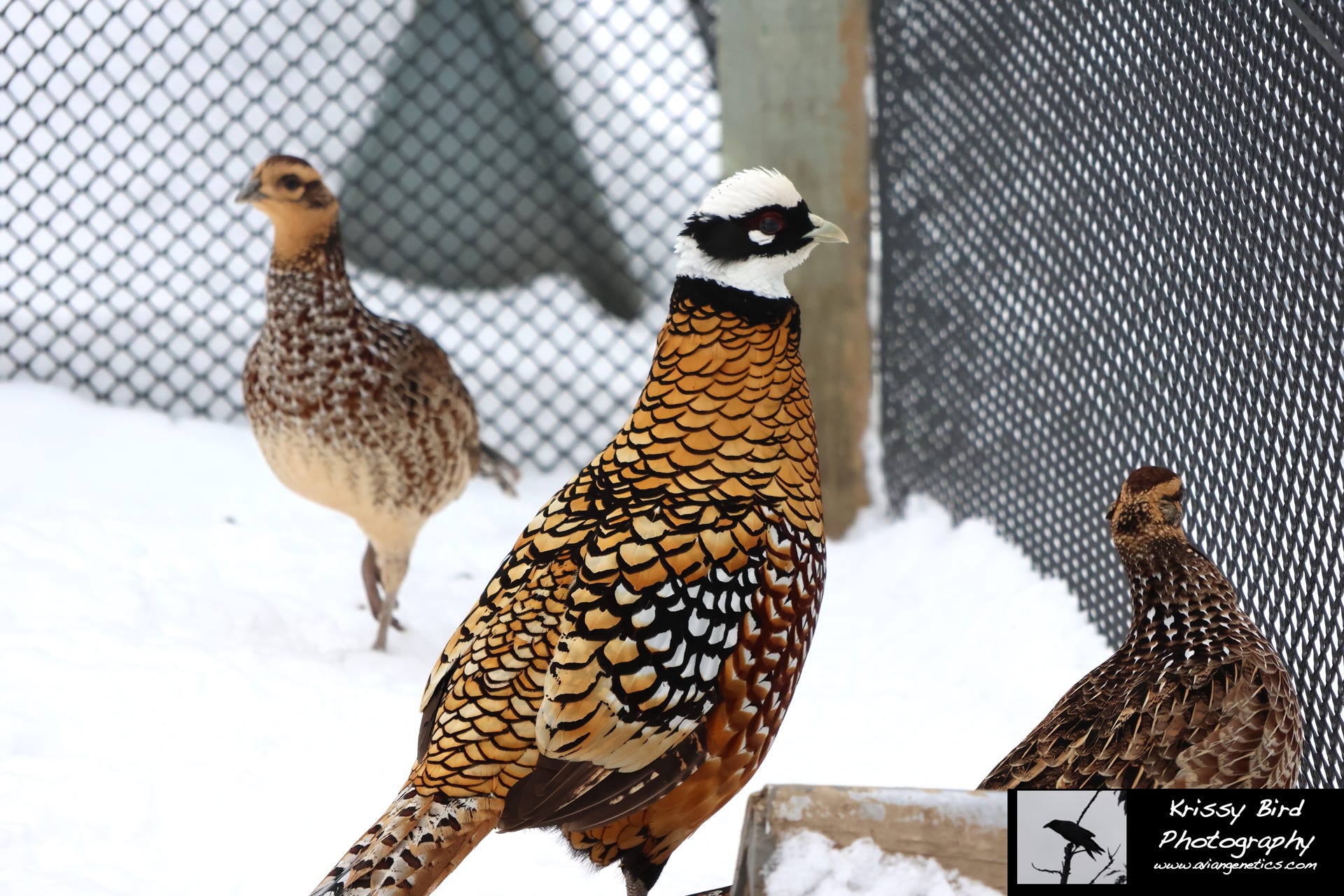 Pheasant Ridge - Reeves Pheasant Trio