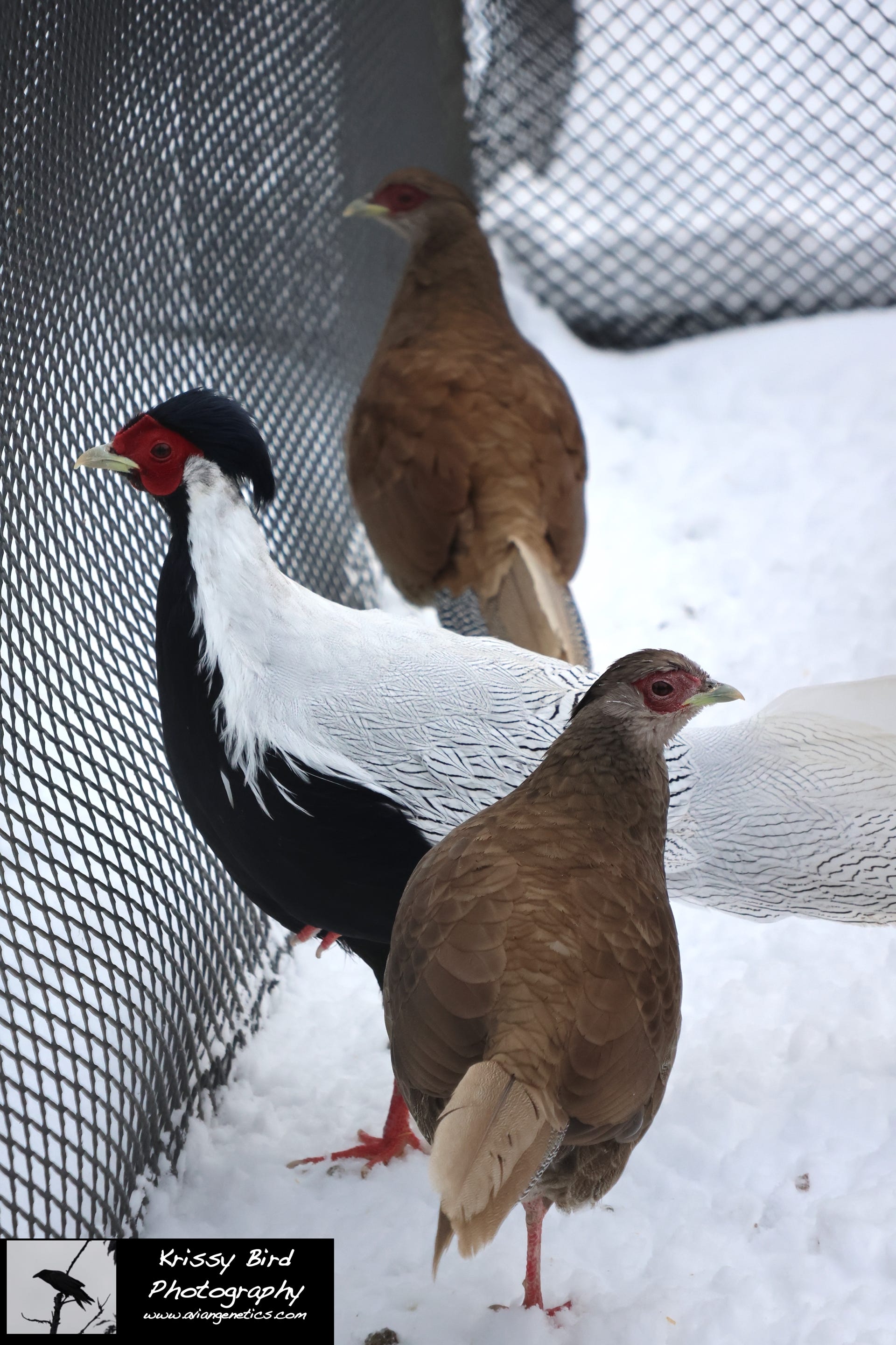 Pheasant Ridge - Silver Pheasant Trio