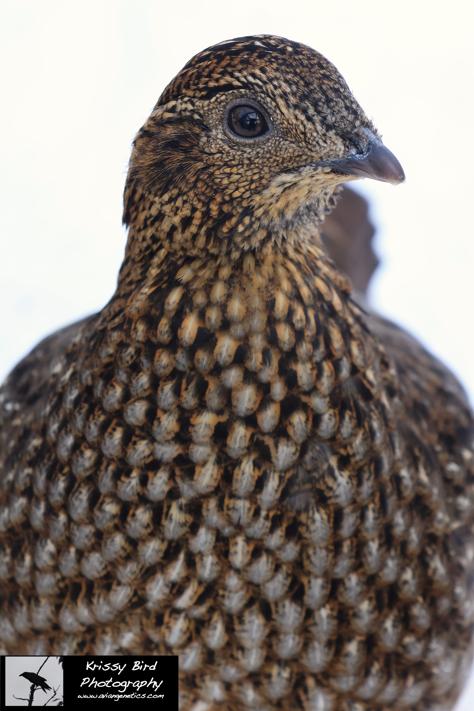 Pheasant Ridge - Temminck's Tragopan Pheasant Female