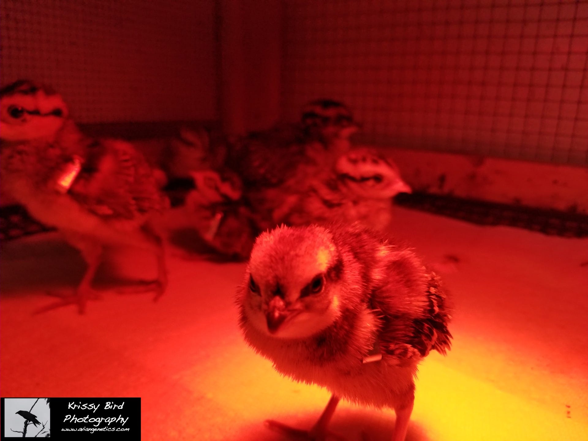 Pheasant Ridge - Koklass Chick