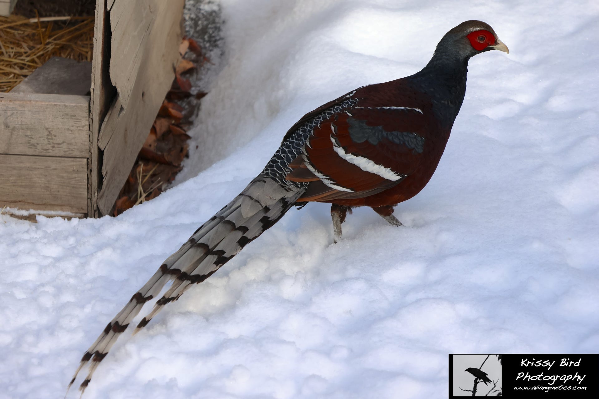 Pheasant Ridge - Humes Pheasant Male