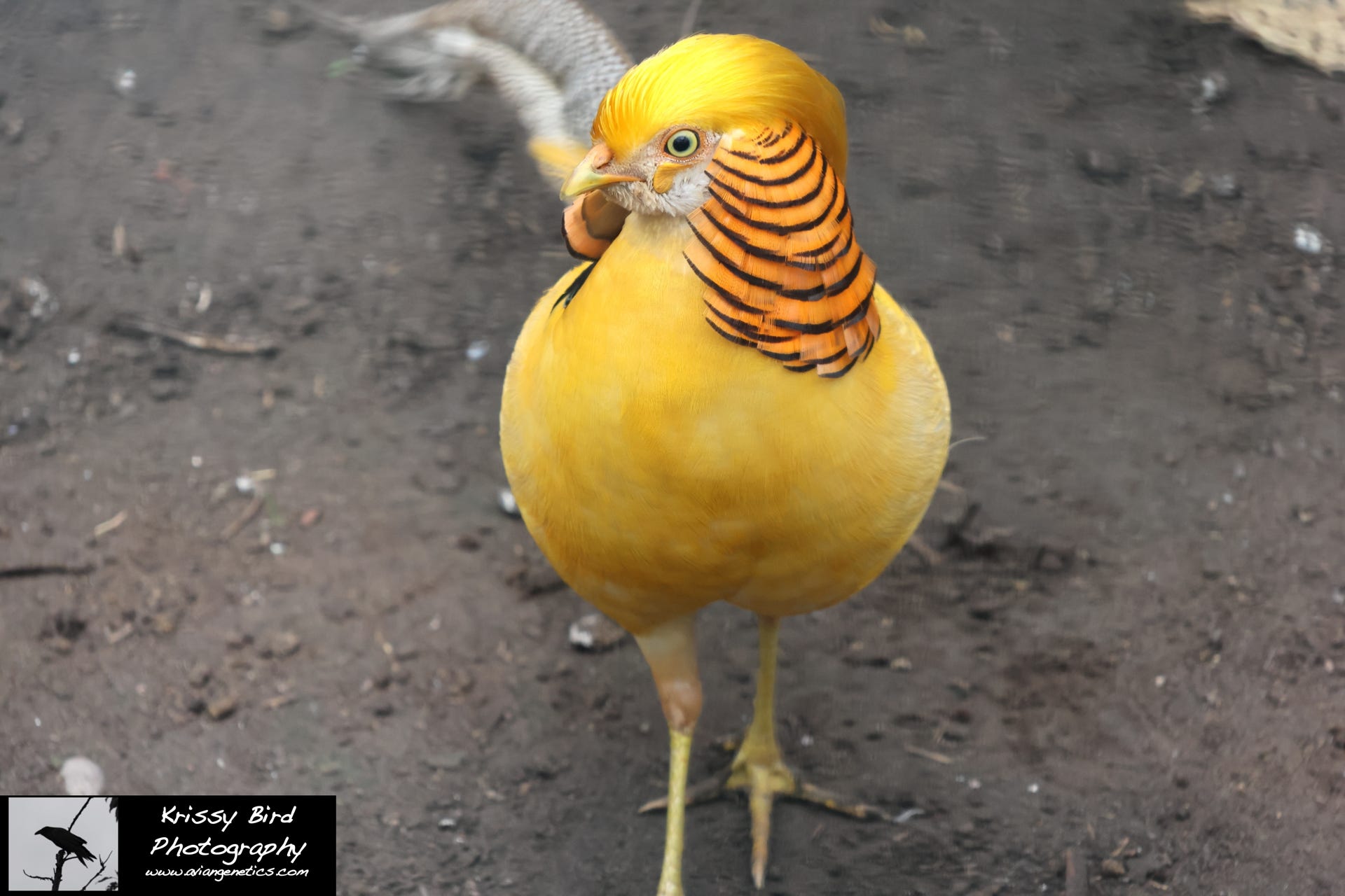 Pheasant Ridge - Yellow Golden Pheasant Male