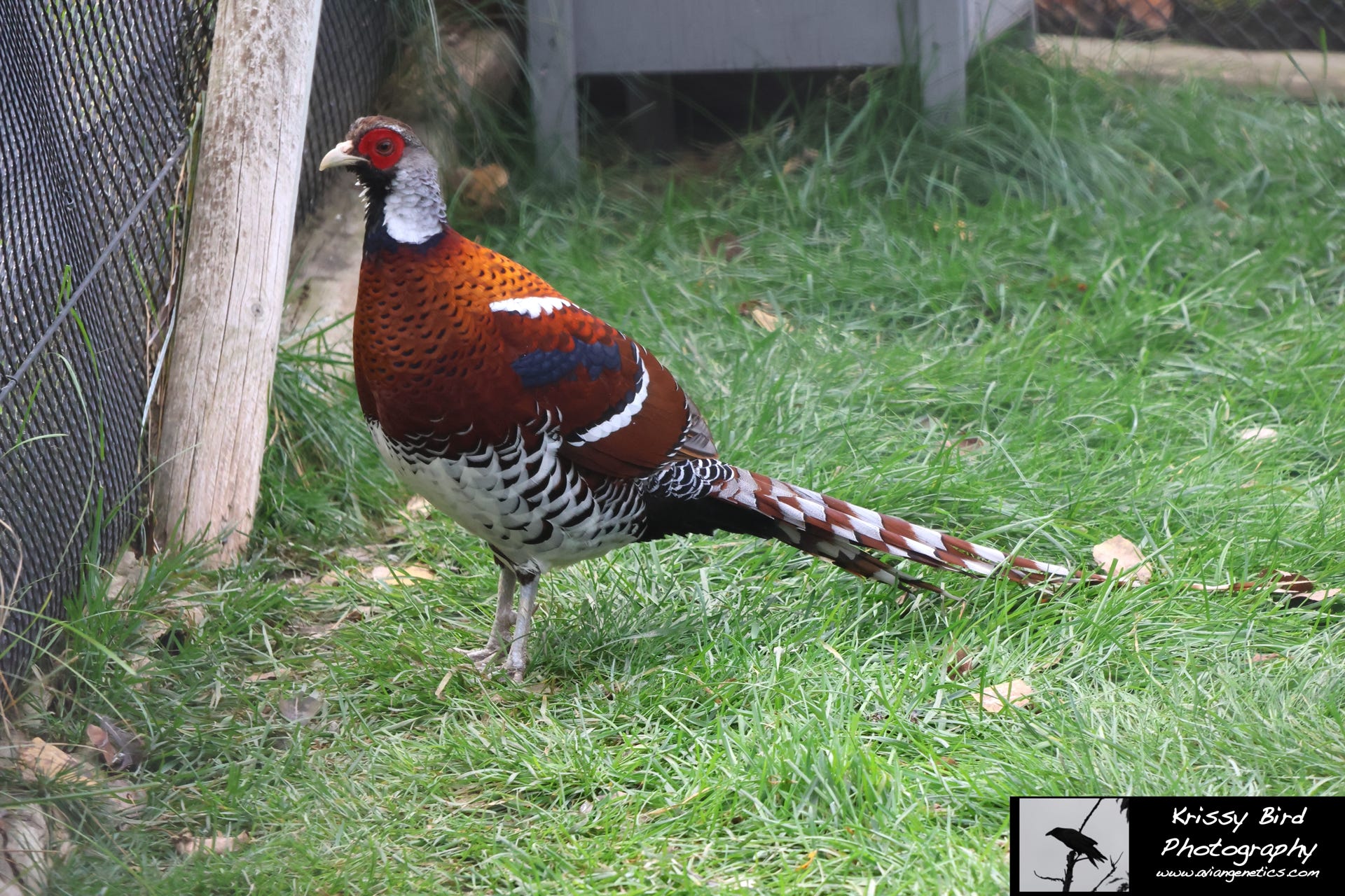 Pheasant Ridge - Elliot Pheasant Male