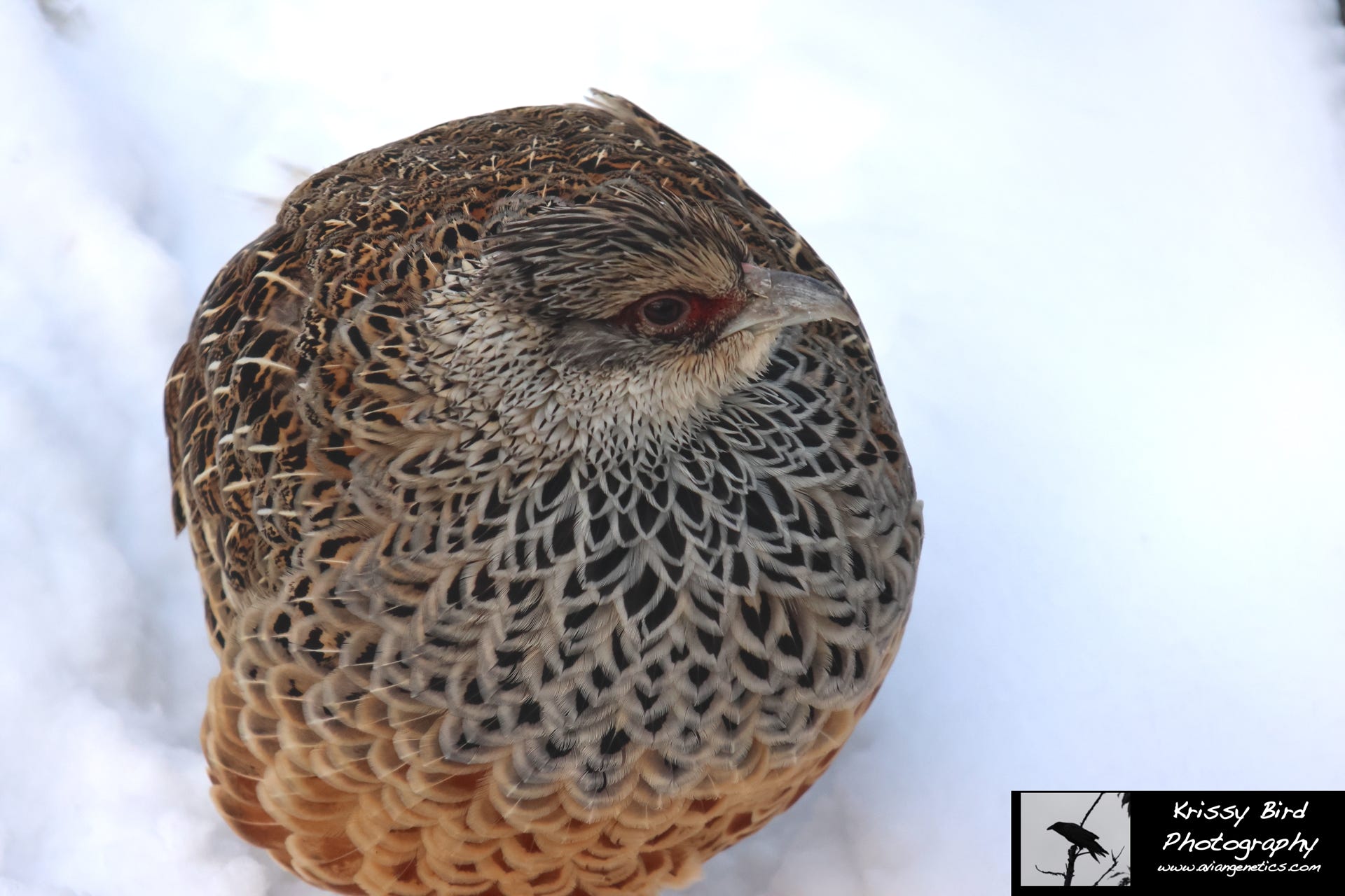 Pheasant Ridge - Cheer Pheasant Female