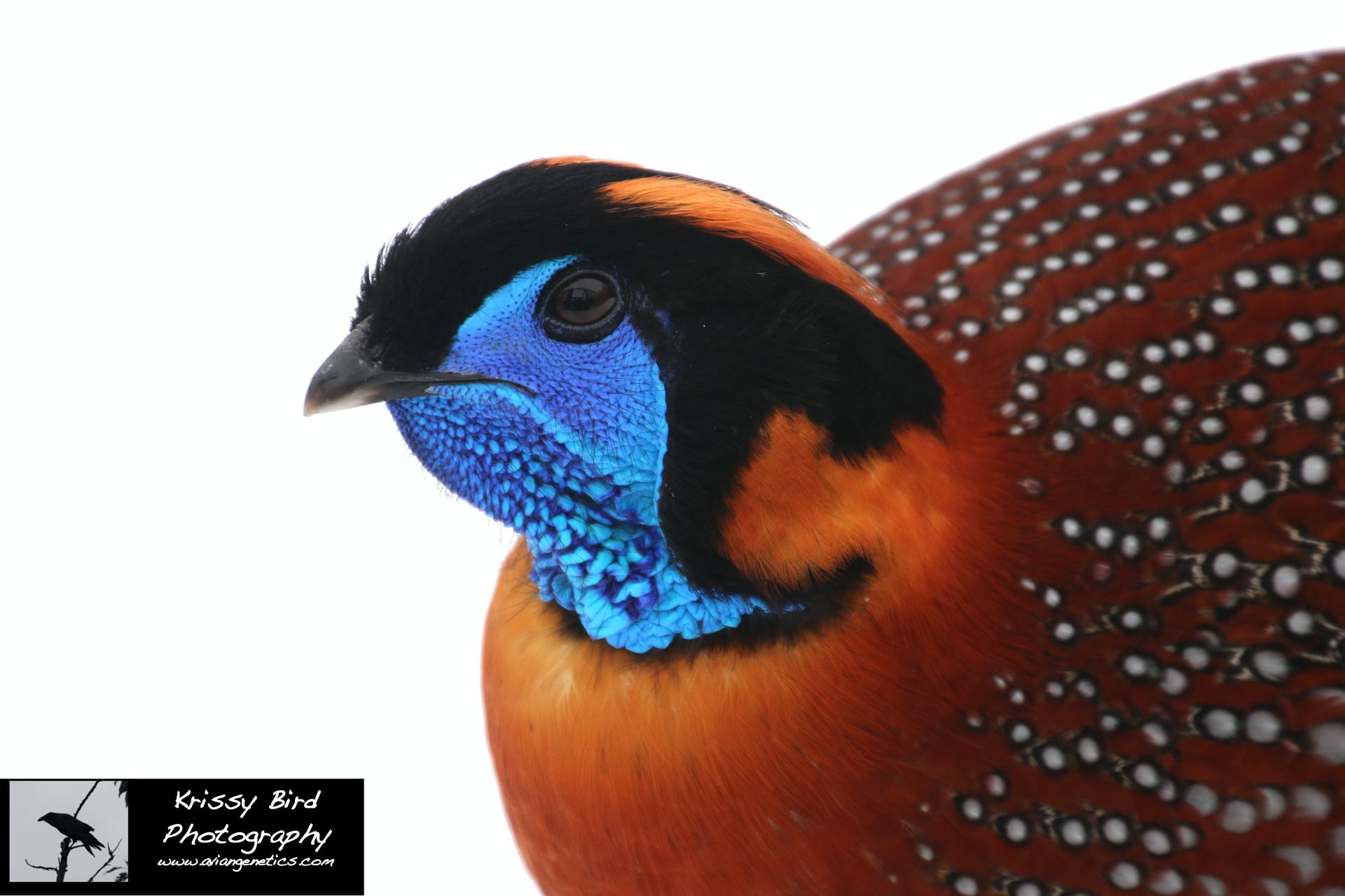 Pheasant Ridge - Temminck's Tragopan Pheasant Male
