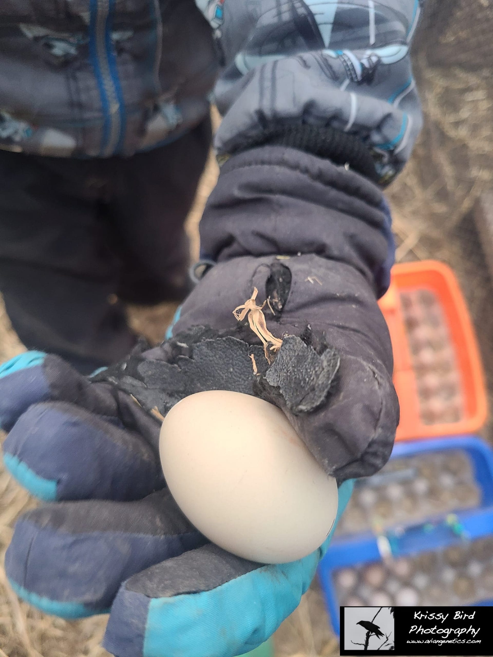 Pheasant Ridge - Cheer Pheasant Egg
