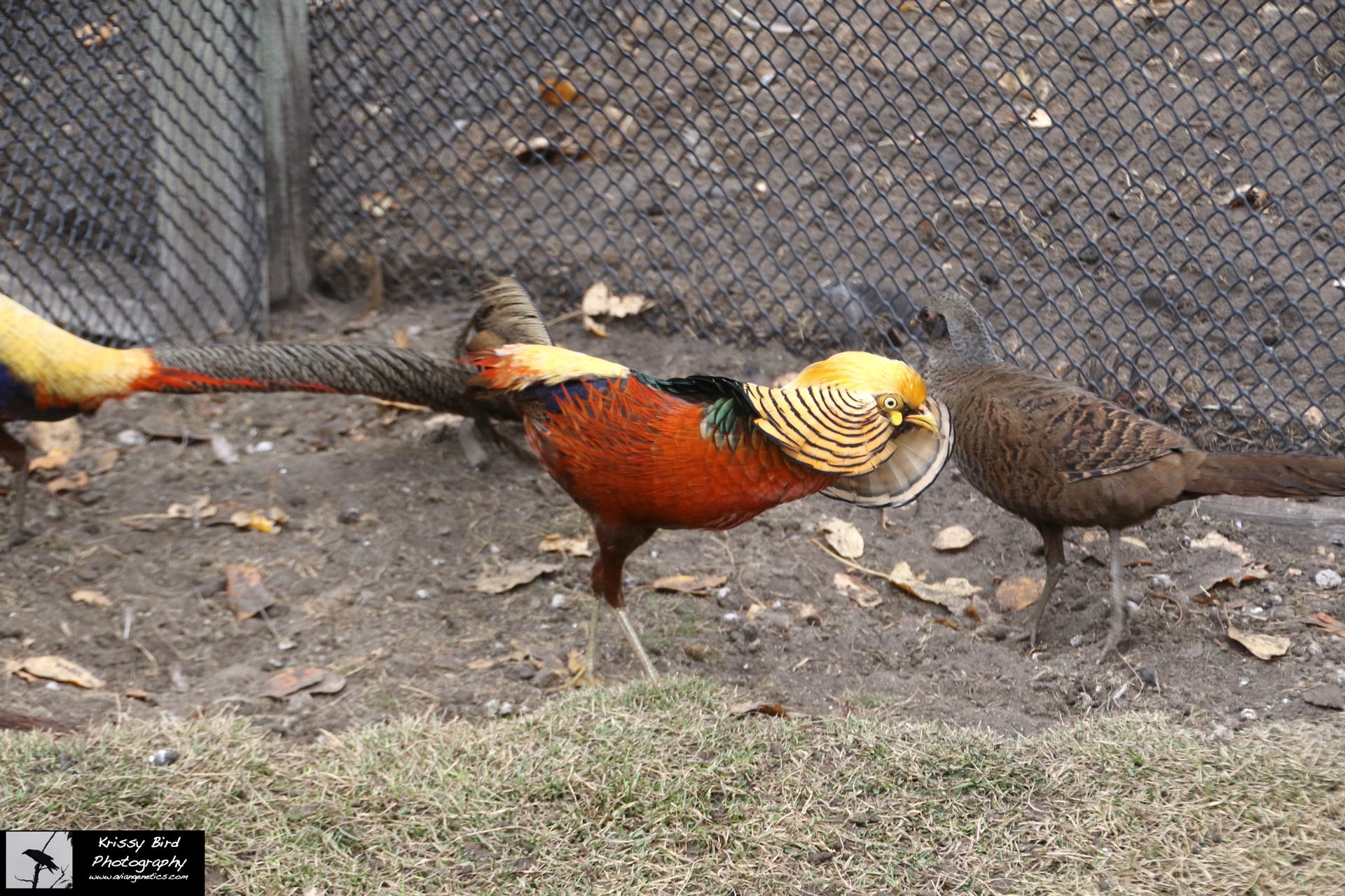 Pheasant Ridge - Flame Golden Pheasant Male & Female