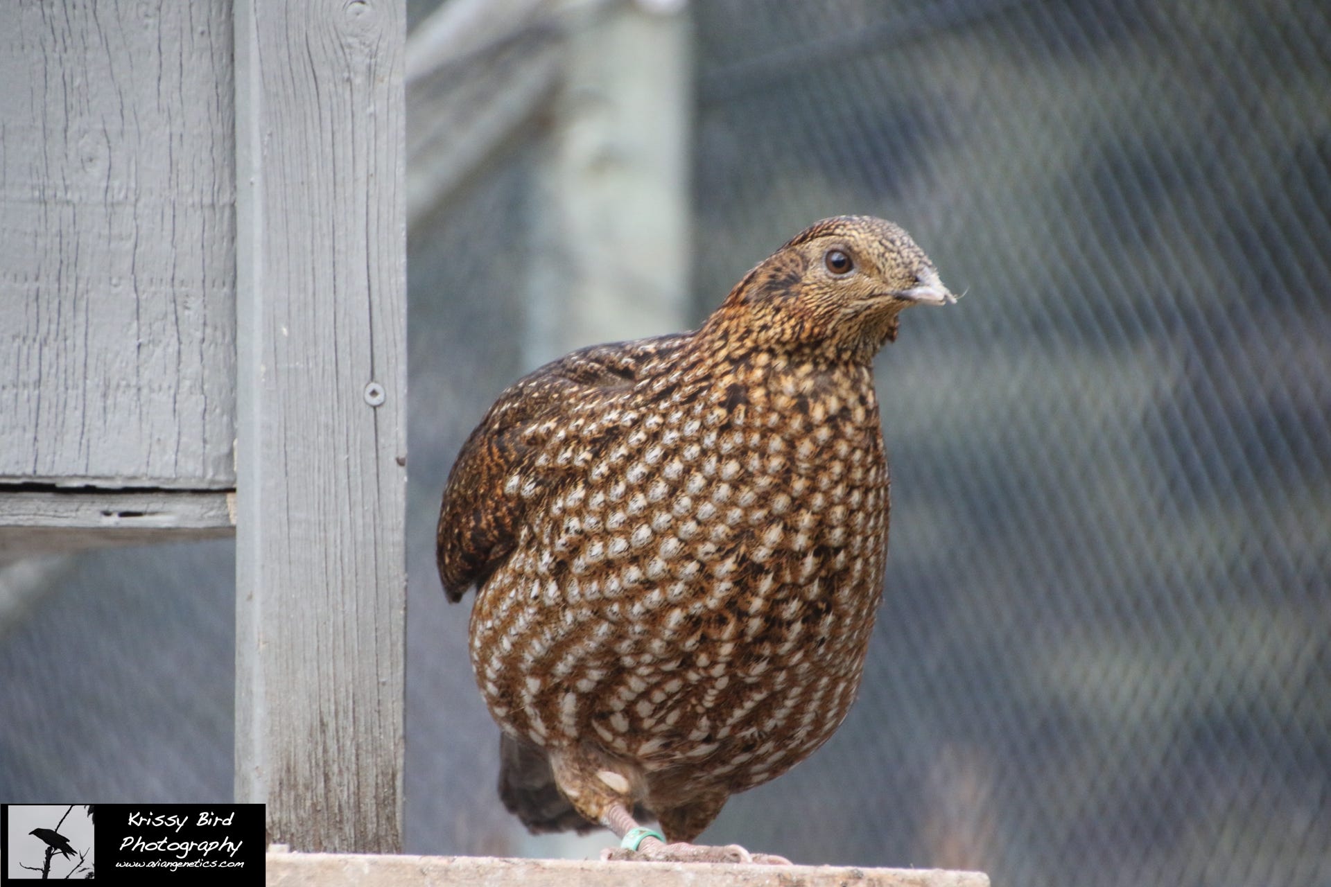 Pheasant Ridge - Temminck's Tragopan Pheasant Female