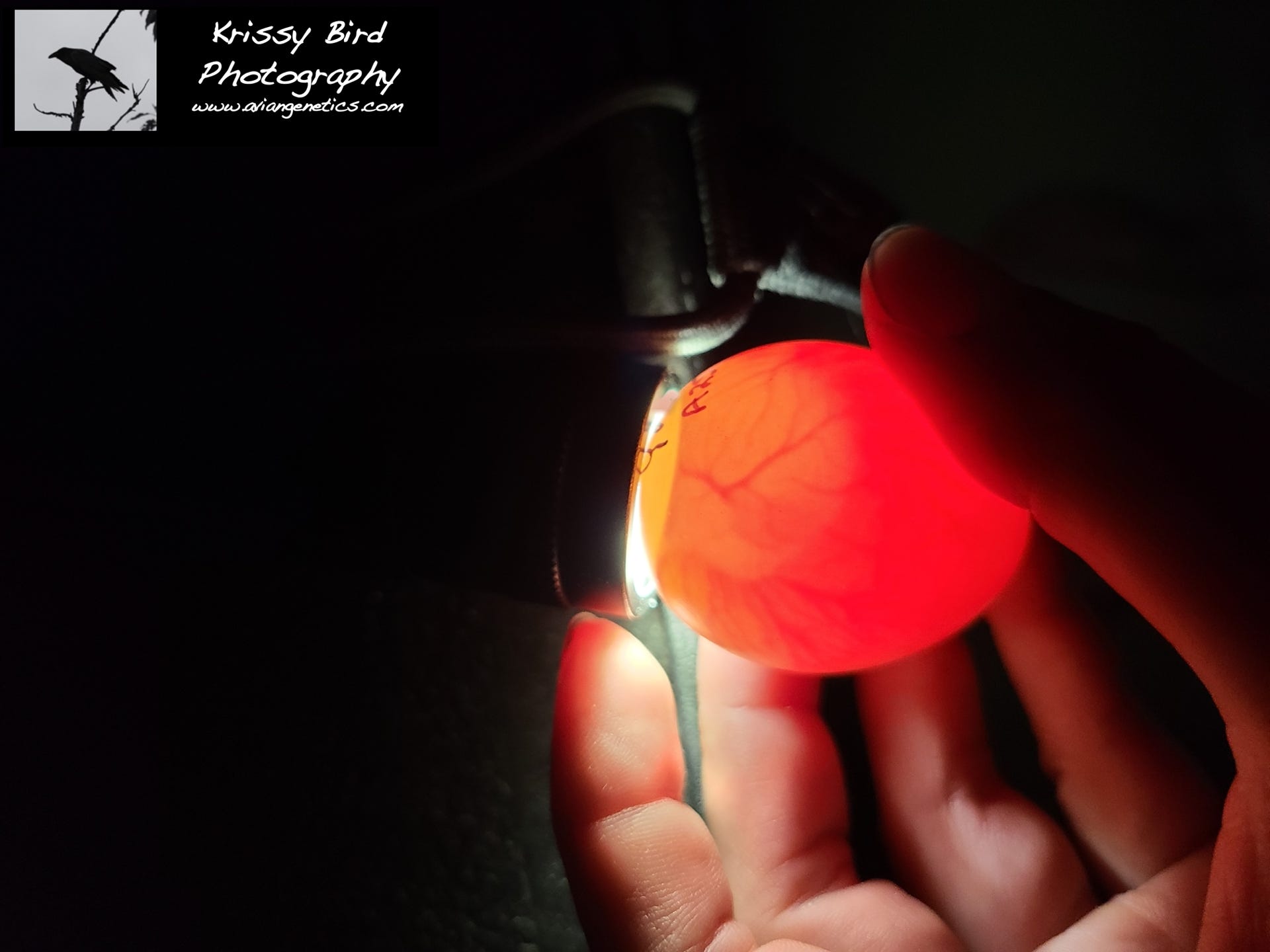 Pheasant Ridge Egg Candling - Fertile Egg