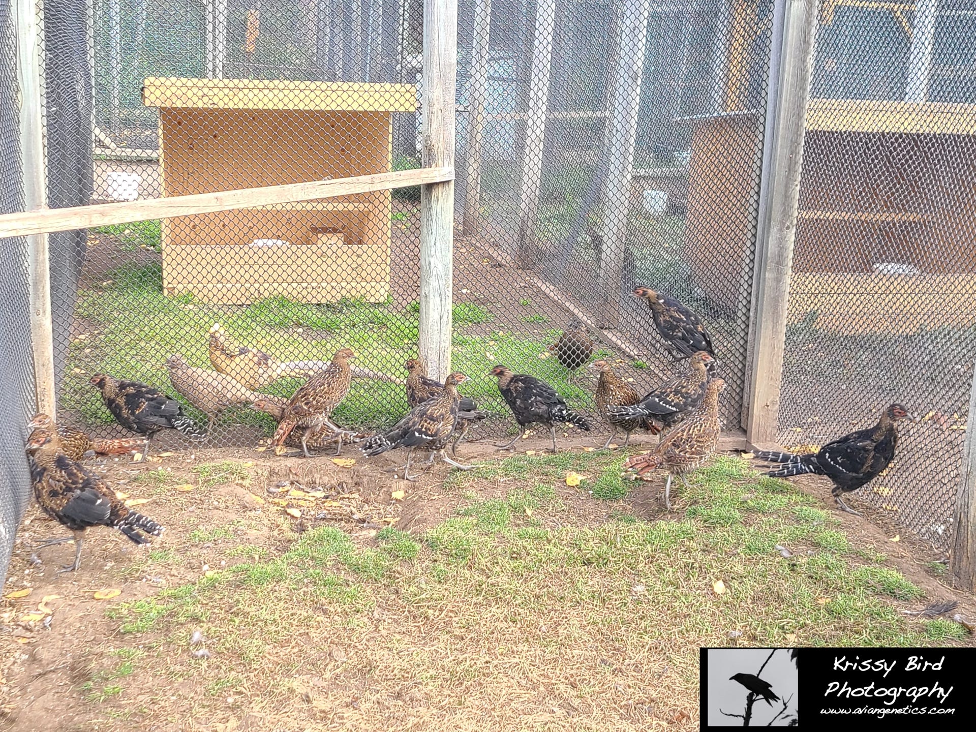 Pheasant Ridge - Mikado Pheasant Chicks