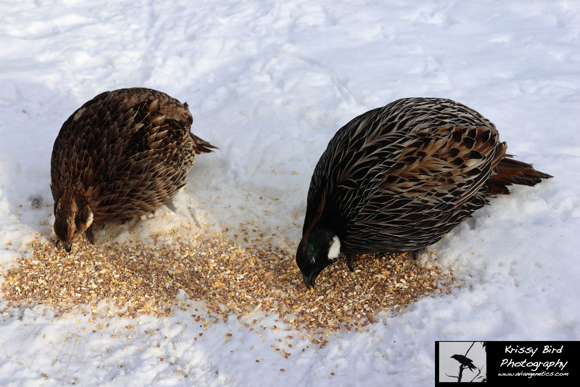 Pheasant Ridge - Koklass Pair