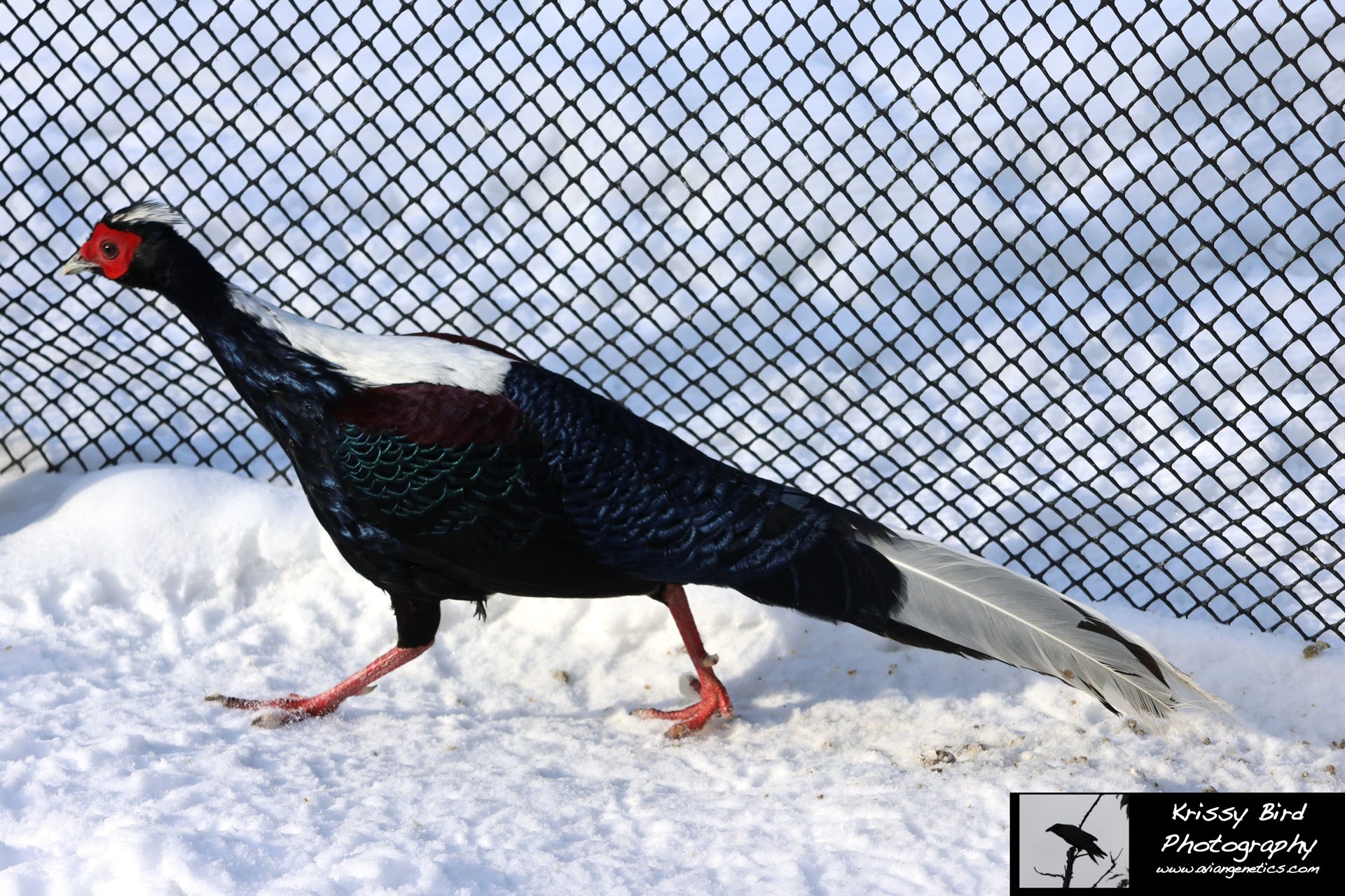 Pheasant Ridge - Swinhoe Pheasant Male