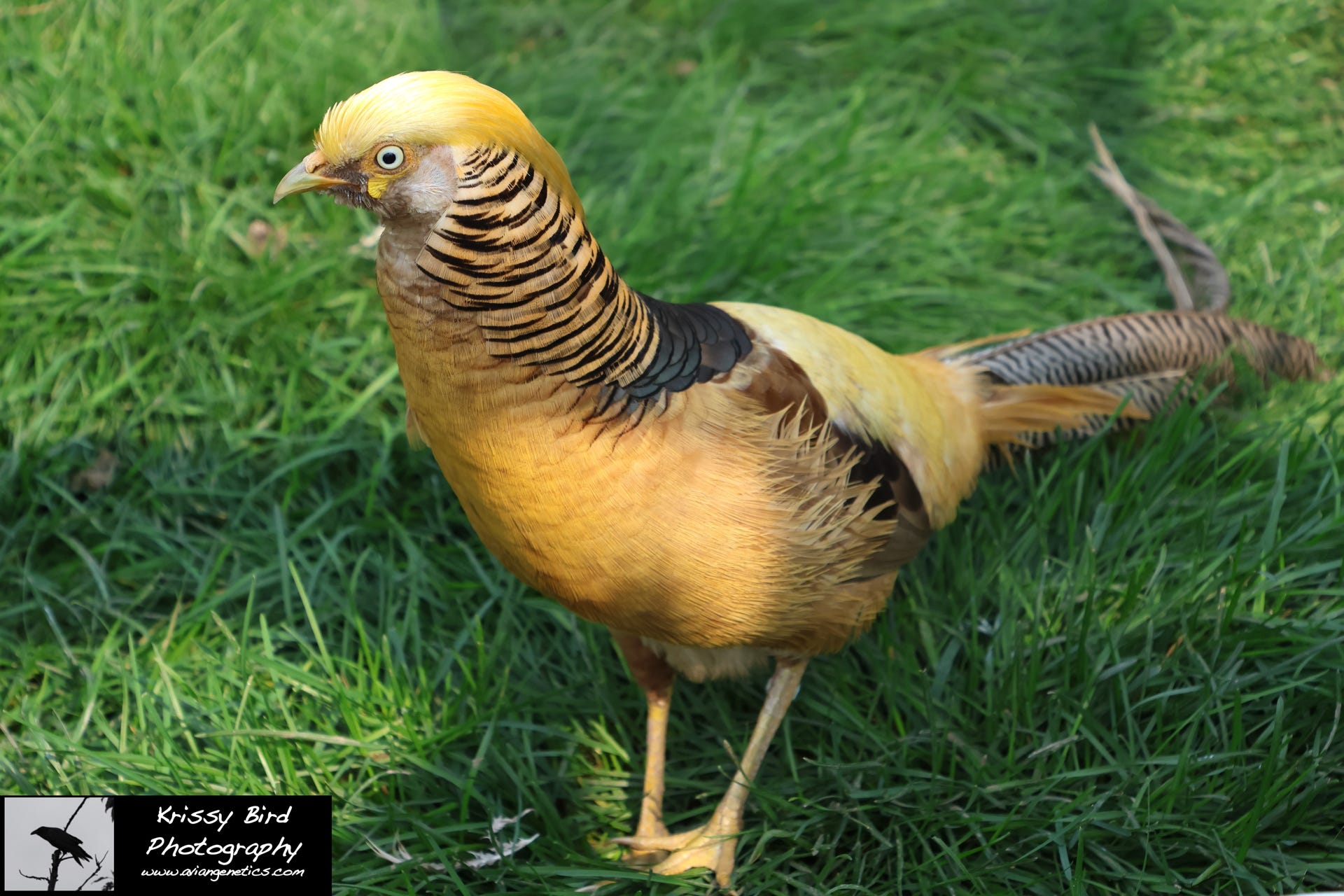 Pheasant Ridge Yellow Flame Golden Pheasant Male 