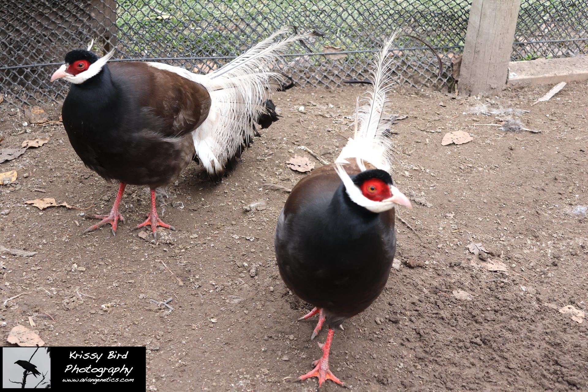 Pheasant Ridge - Brown Eared Pheasant Pair