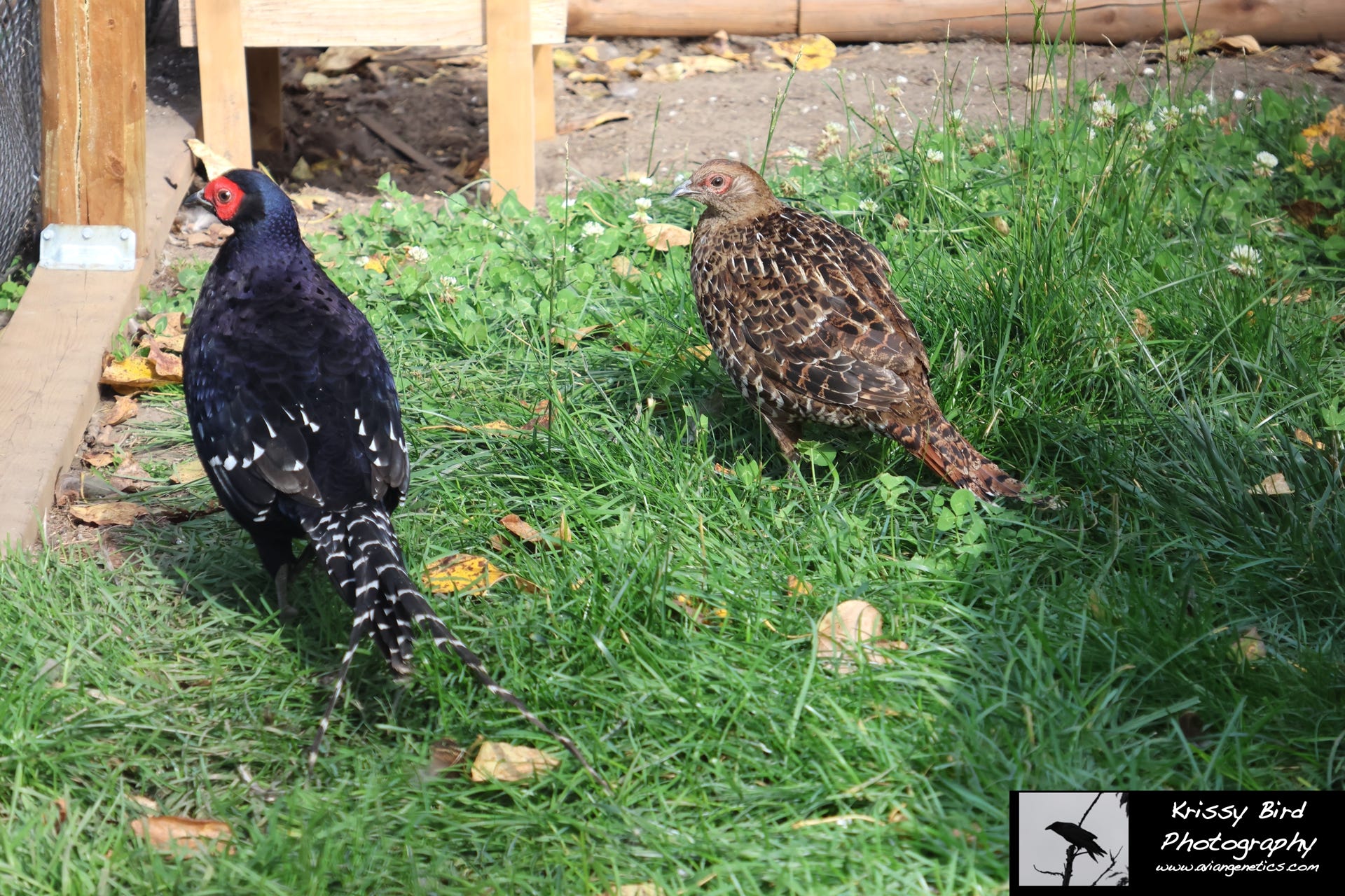 Pheasant Ridge - Mikado Pheasant Pair