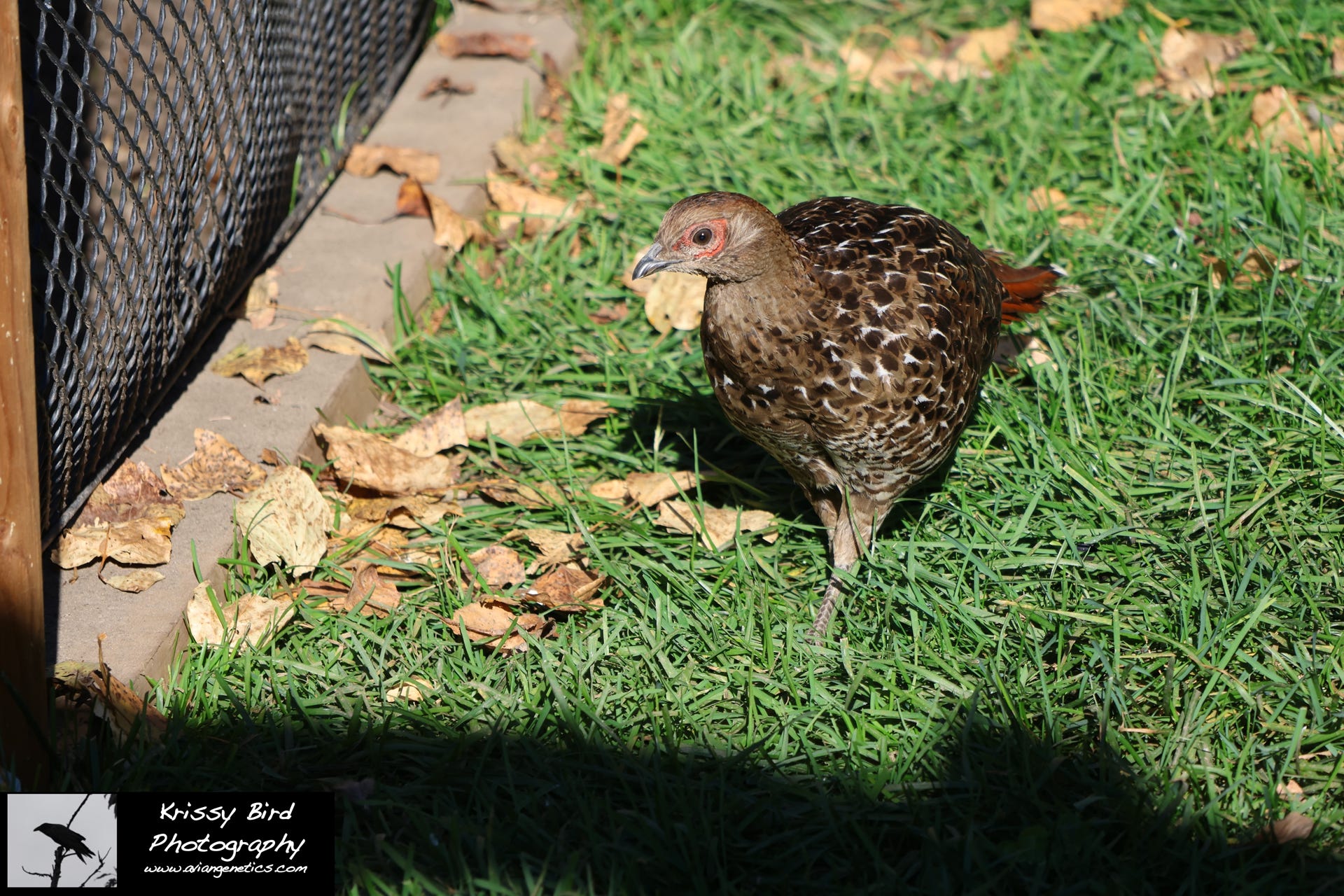 Pheasant Ridge - Mikado Pheasant Female