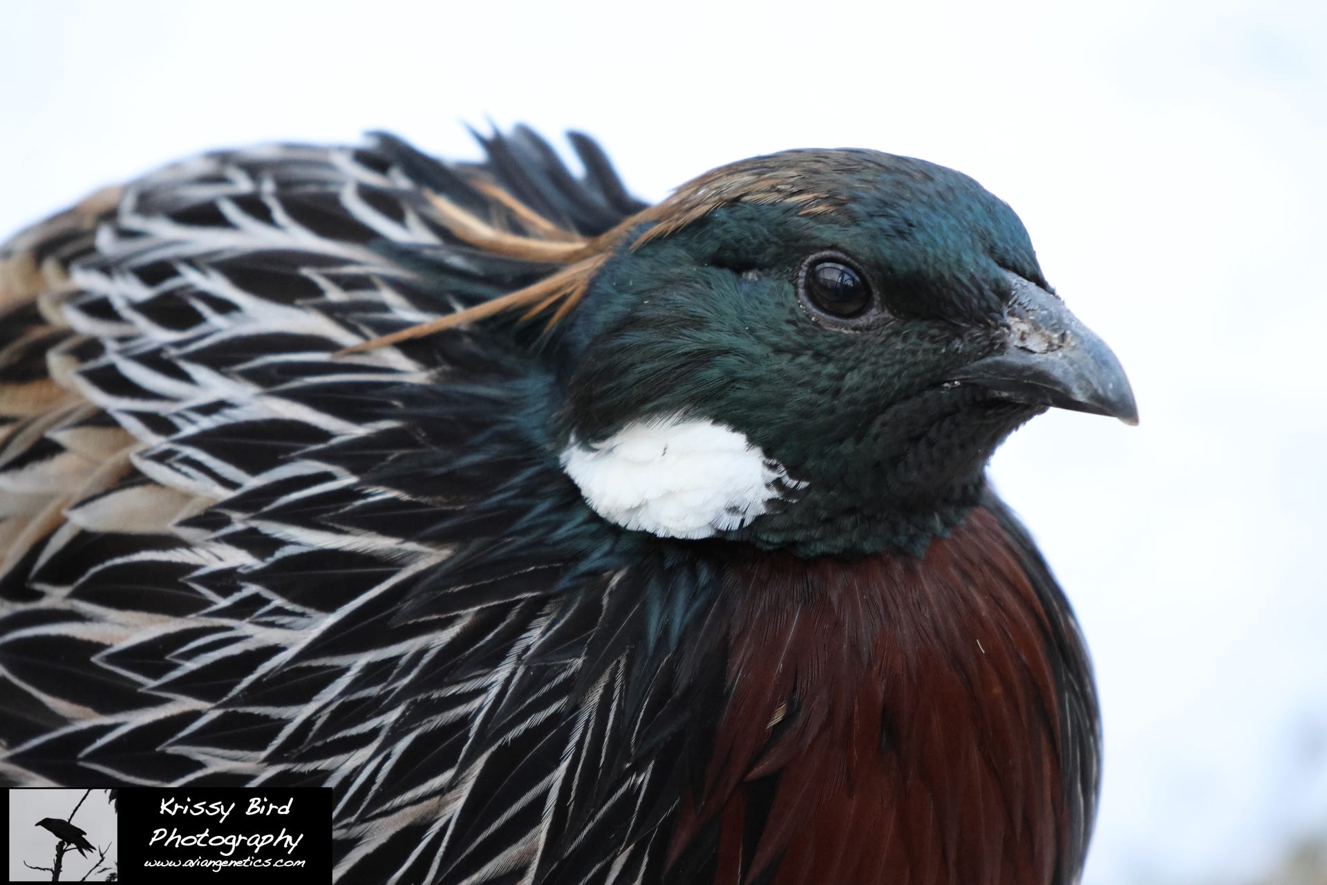 Pheasant Ridge - Koklass Male