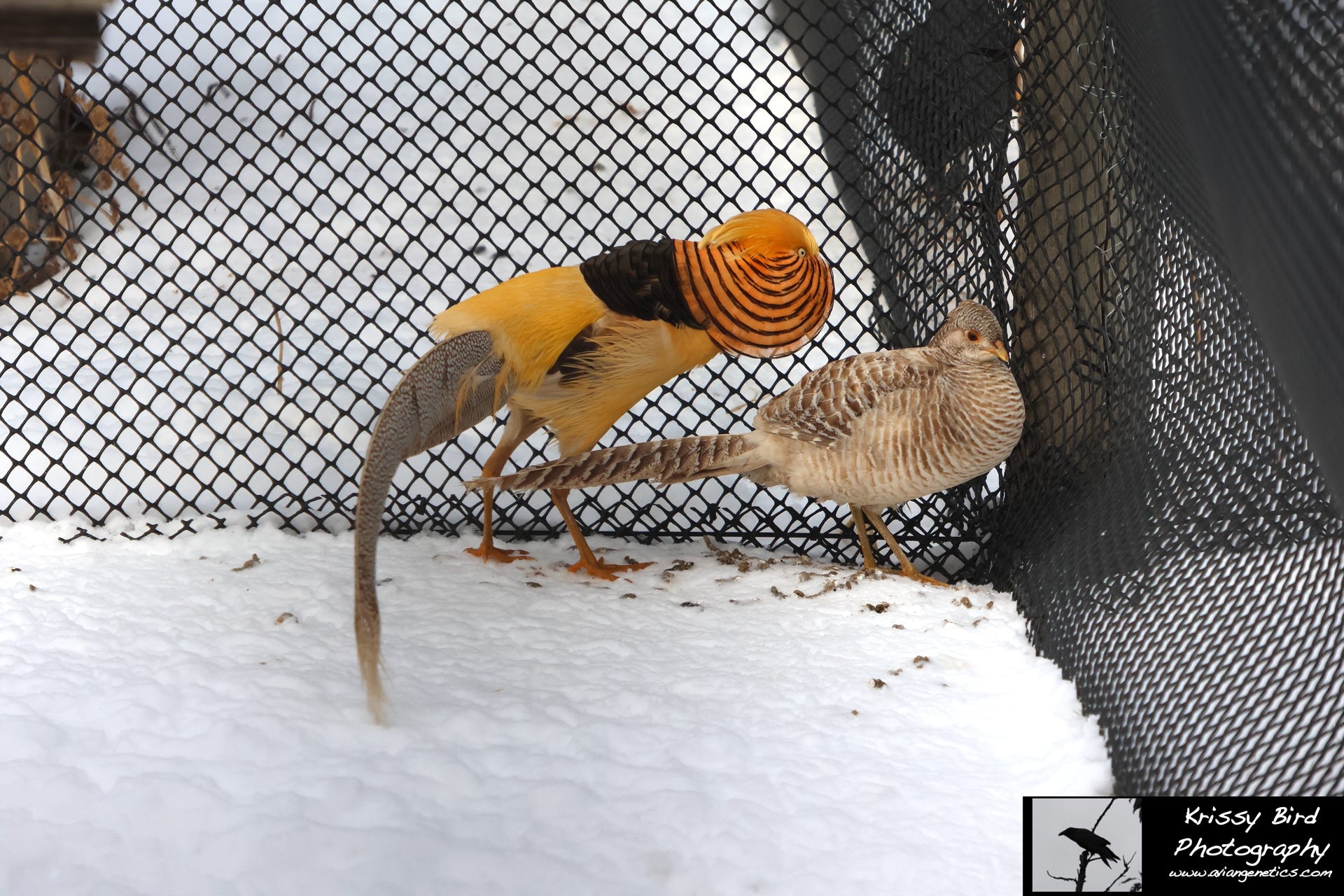 Pheasant Ridge - Yellow Golden Pheasant Pair