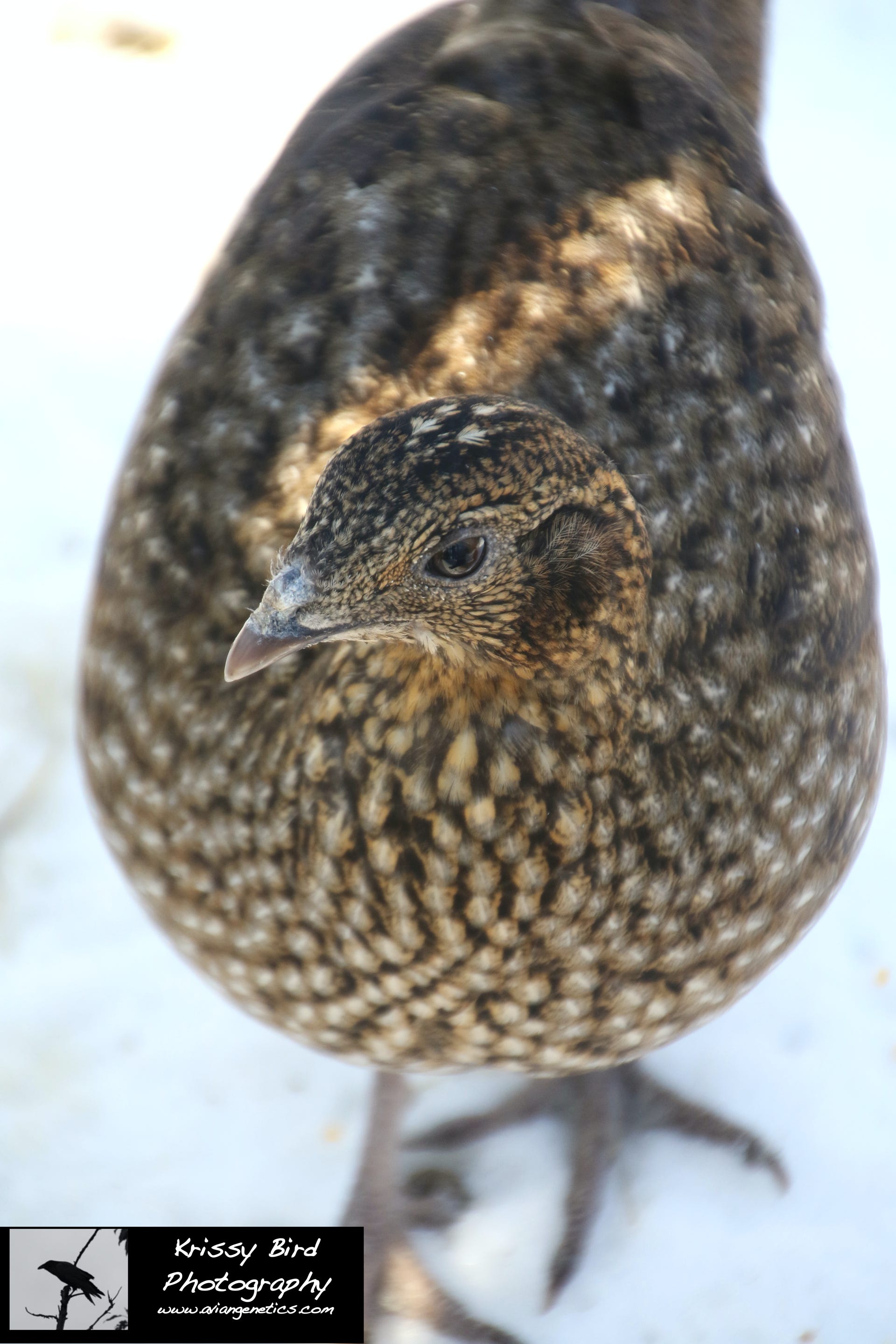 Pheasant Ridge - Temminck's Tragopan Pheasant Female