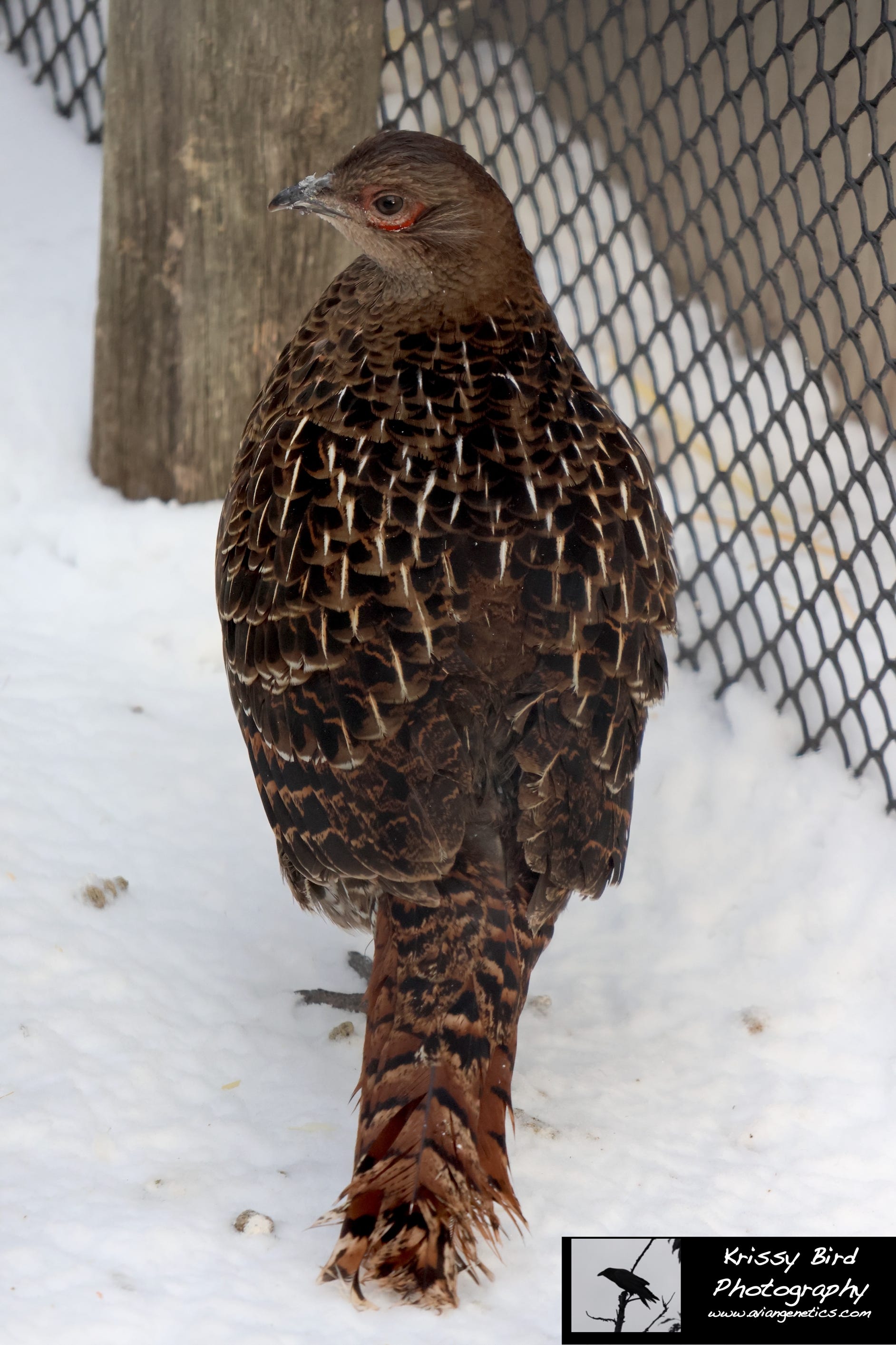 Pheasant Ridge - Mikado Pheasant Female