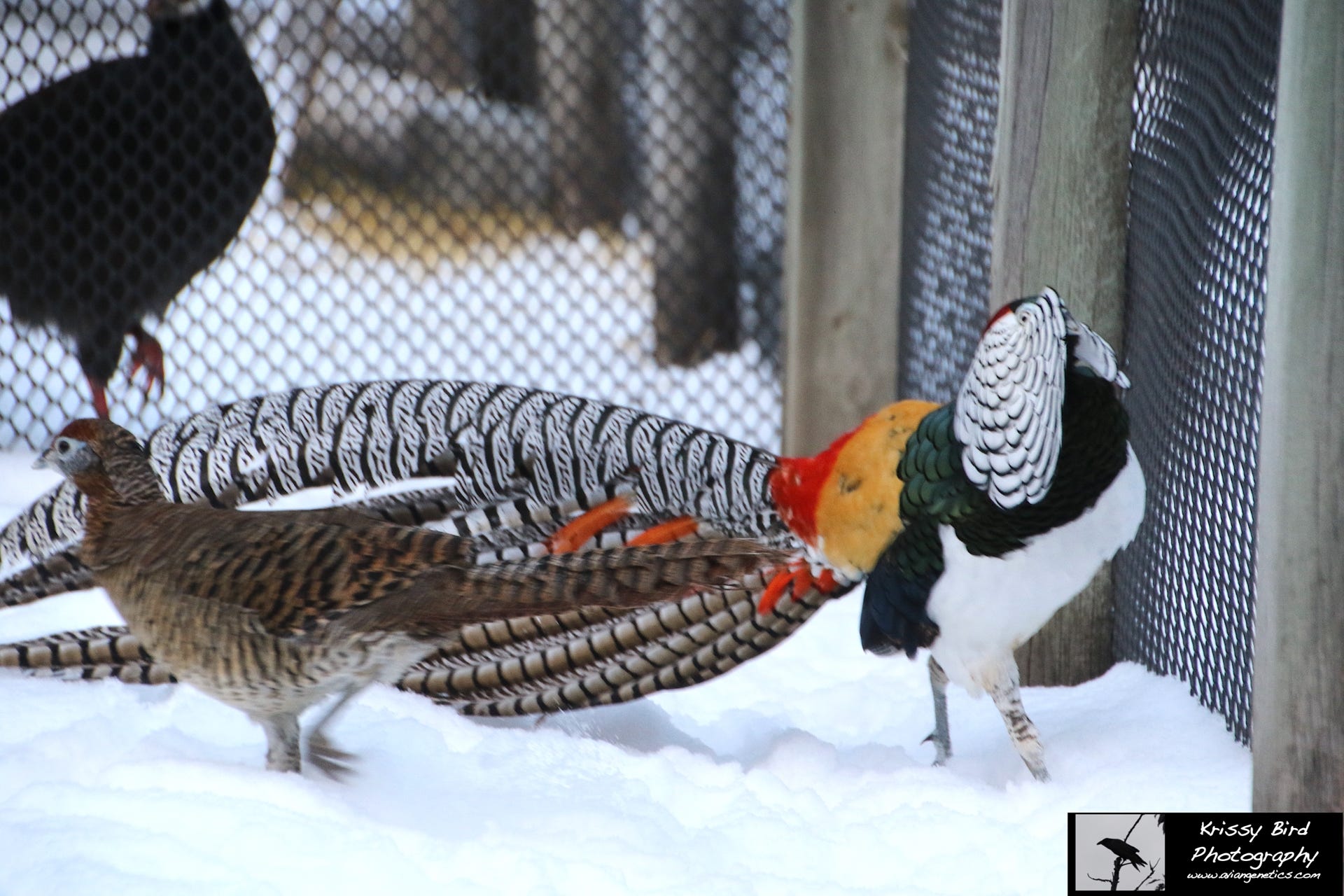 Pheasant Ridge - Amherst Pheasant Male Displaying