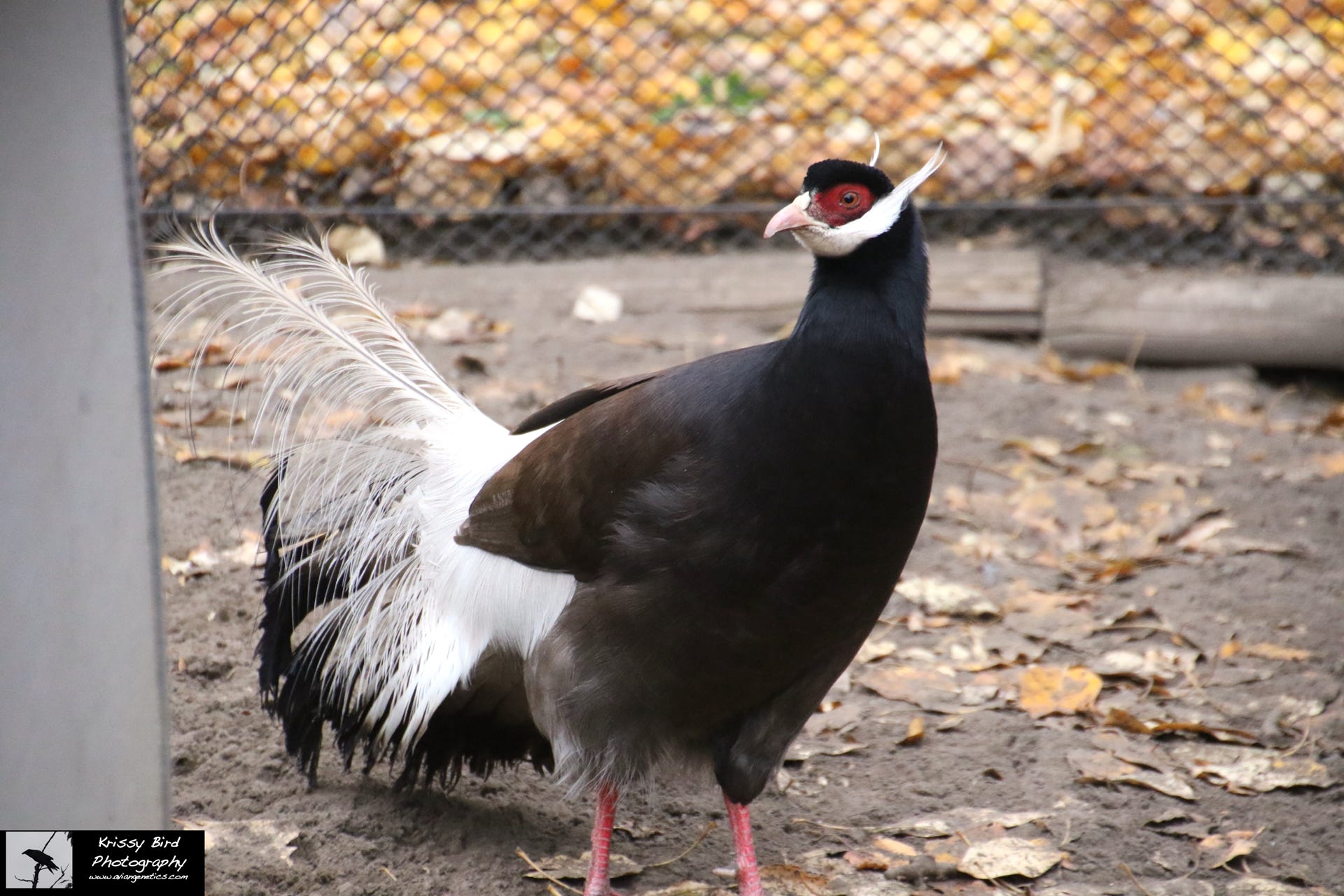 Pheasant Ridge - Brown Eared Pheasant Male