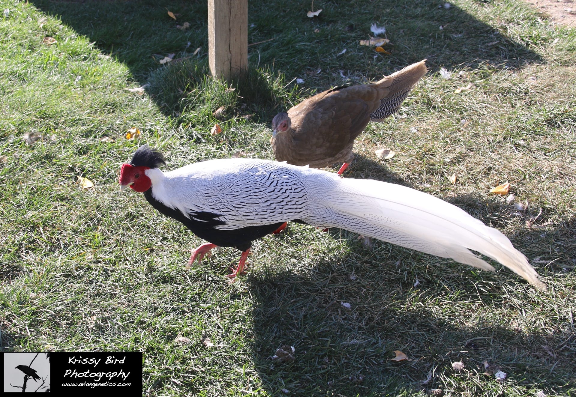 Pheasant Ridge - Silver Pheasant Pair