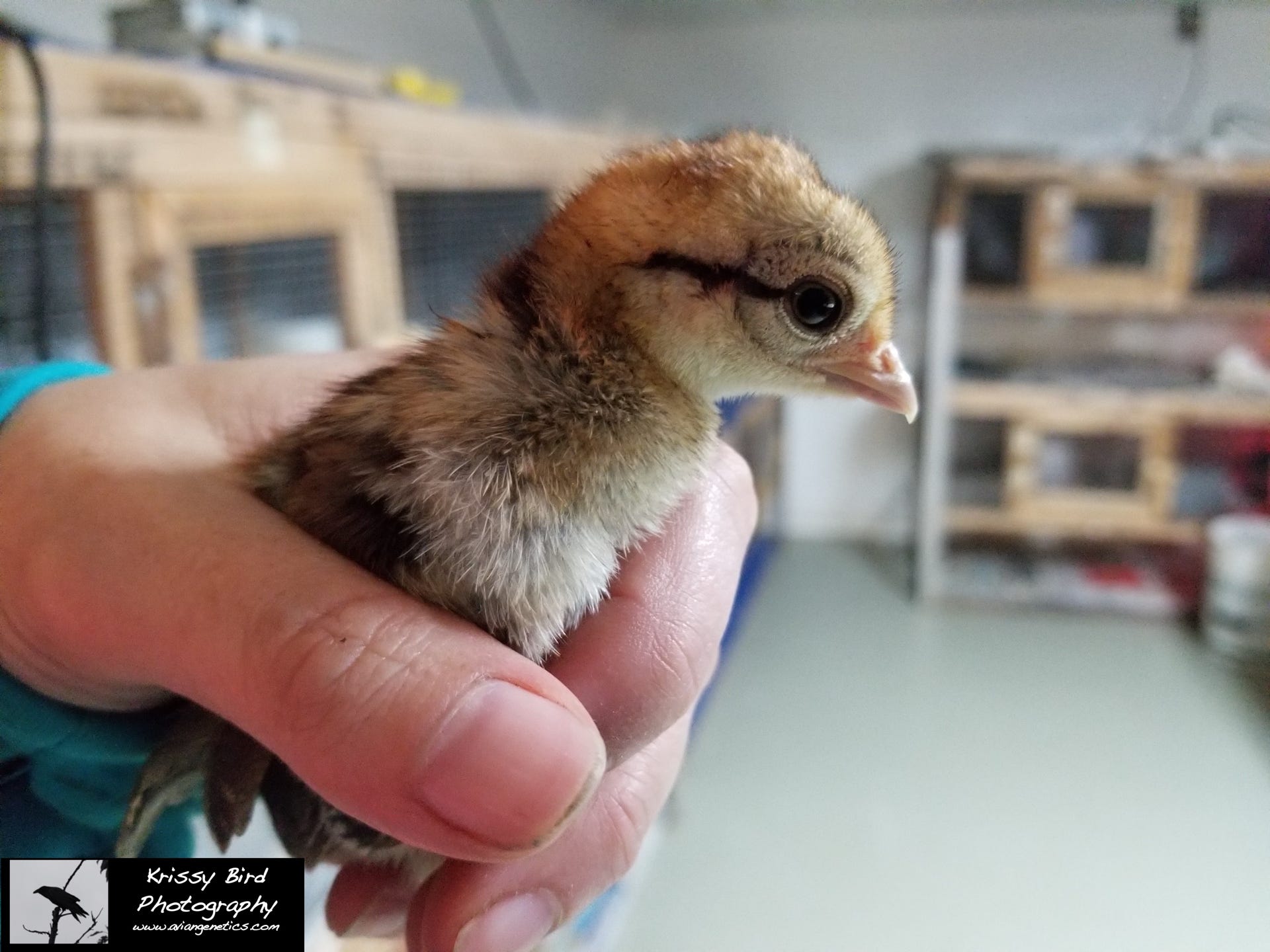 Pheasant Ridge - Silver Pheasant Chick